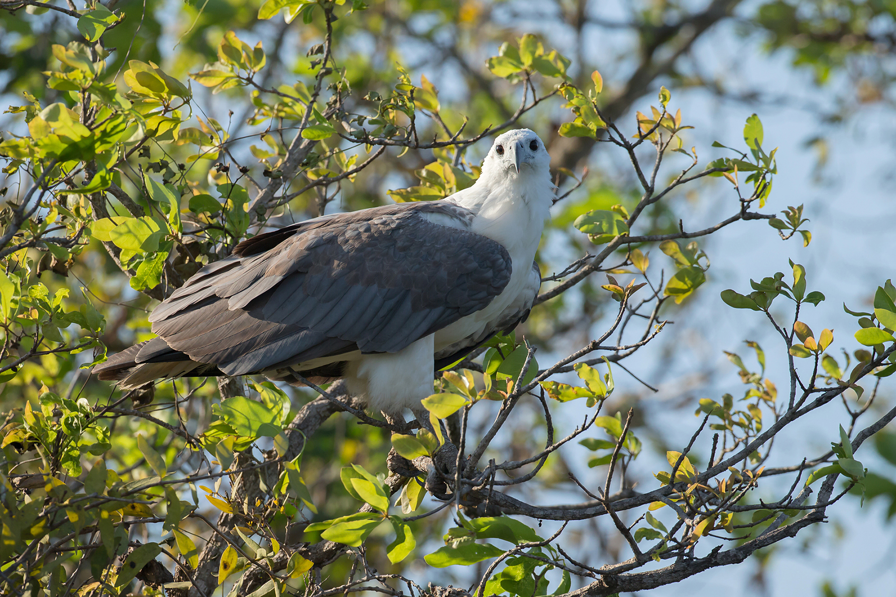 Northern Territory Birding Tours, Australia - Birdquest