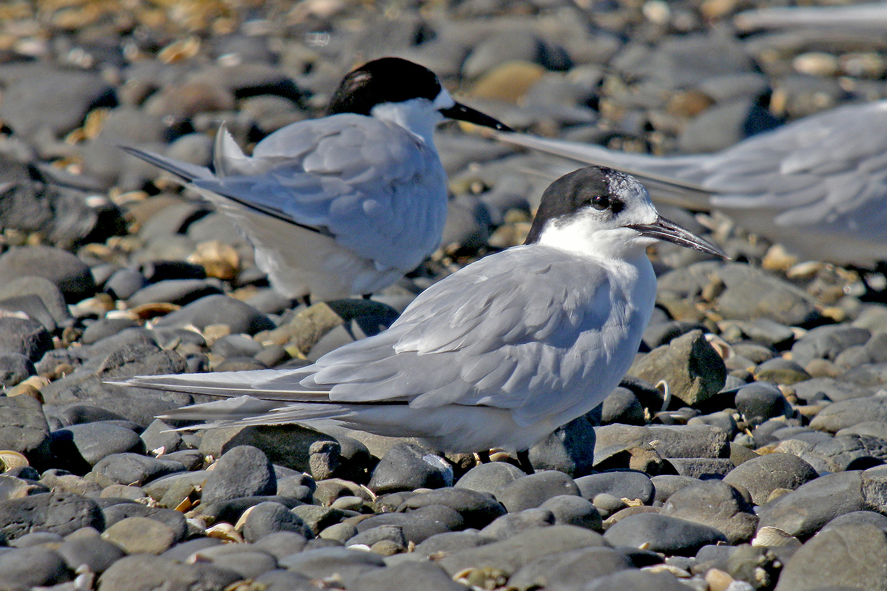 birding tours new zealand