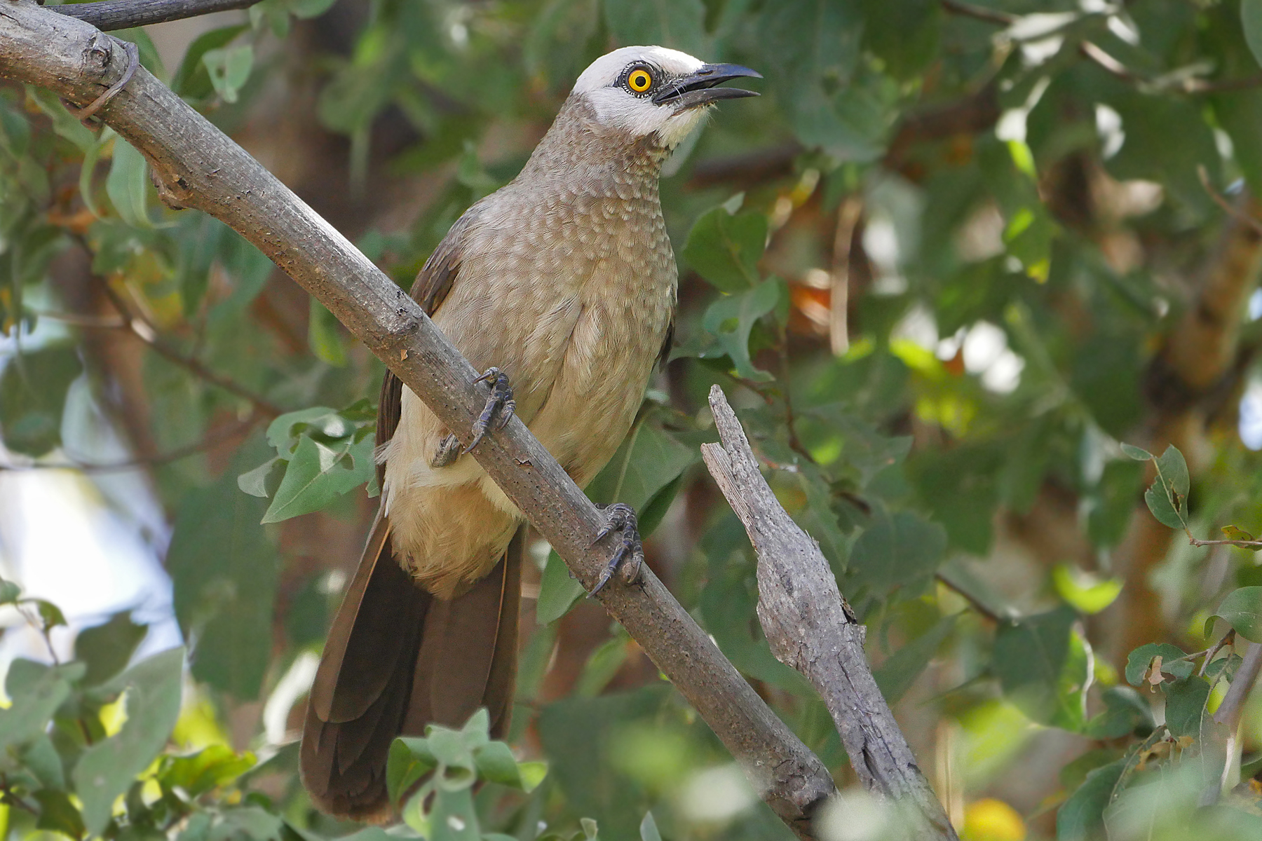 Ethiopia Birding Tours - Ethiopia Birdwatching Tours - Birdquest