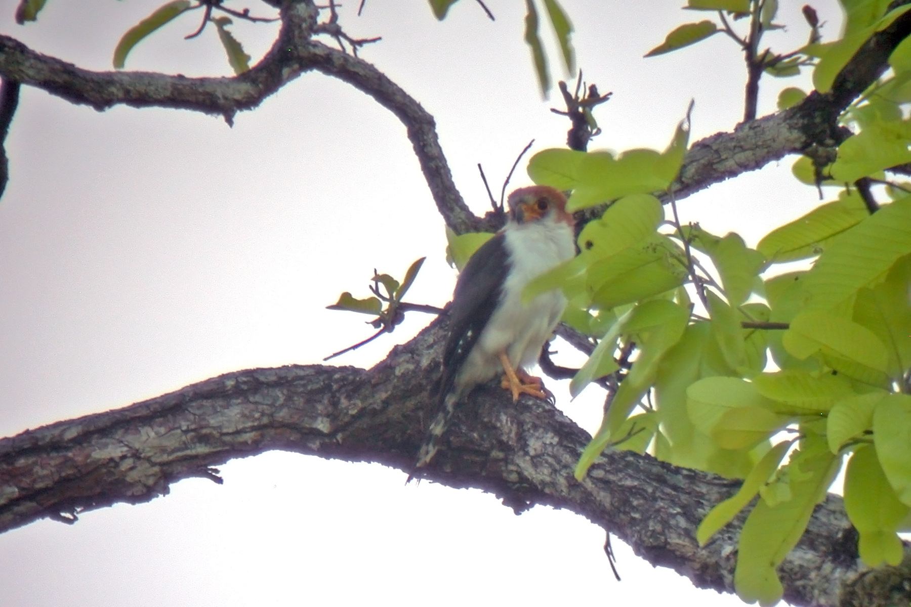 Cambodia Birding Tours - Bird watching - Birds of Cambodia - Birdquest