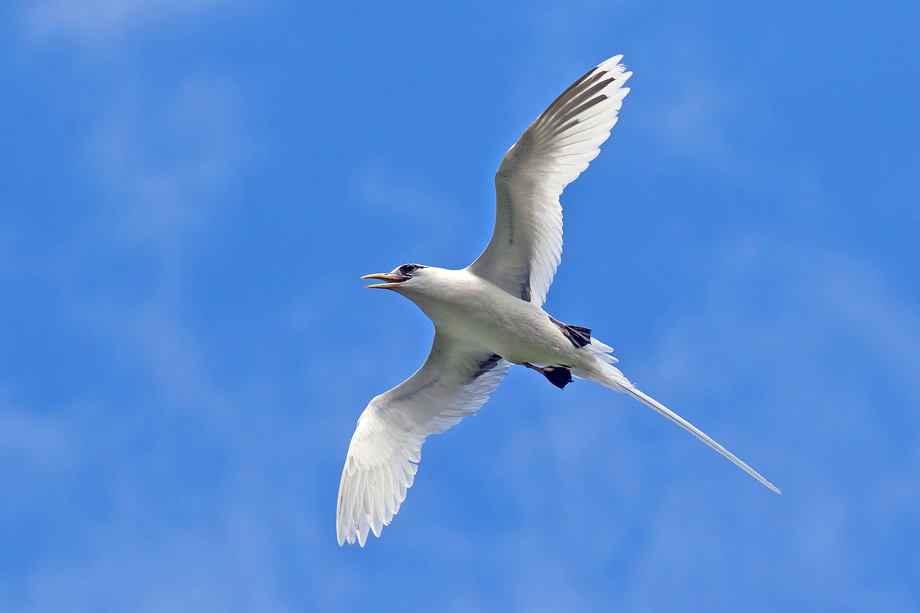 Micronesia Birding Tours - Micronesia Birdwatching - Birdquest