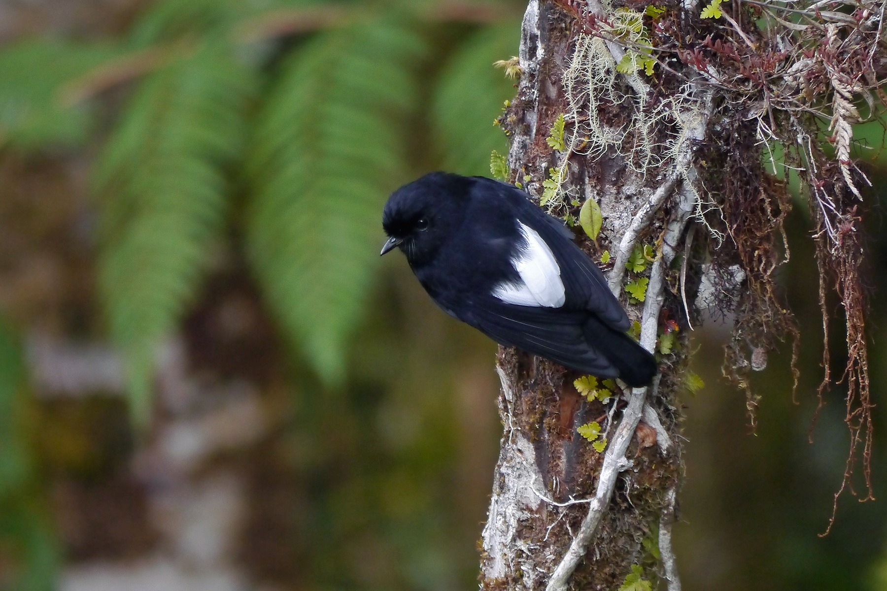 Papua New Guinea Birding Tours - Birdwatching Tours - Birdquest