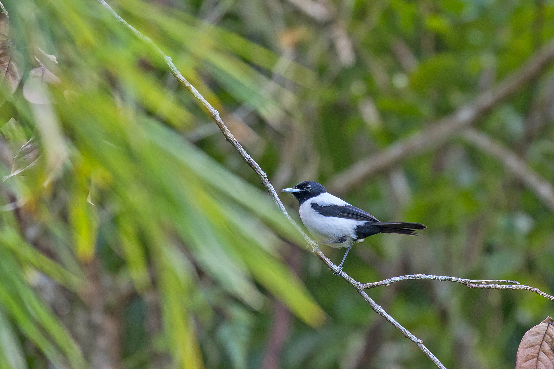 Micronesia Birding Tours - Micronesia Birdwatching - Birdquest