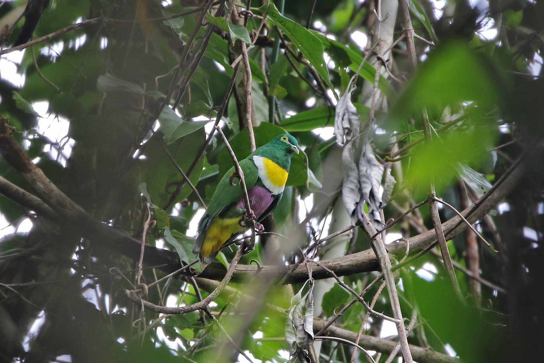 West Papua Birding Tours, Indonesia - Birdwatching - Birdquest