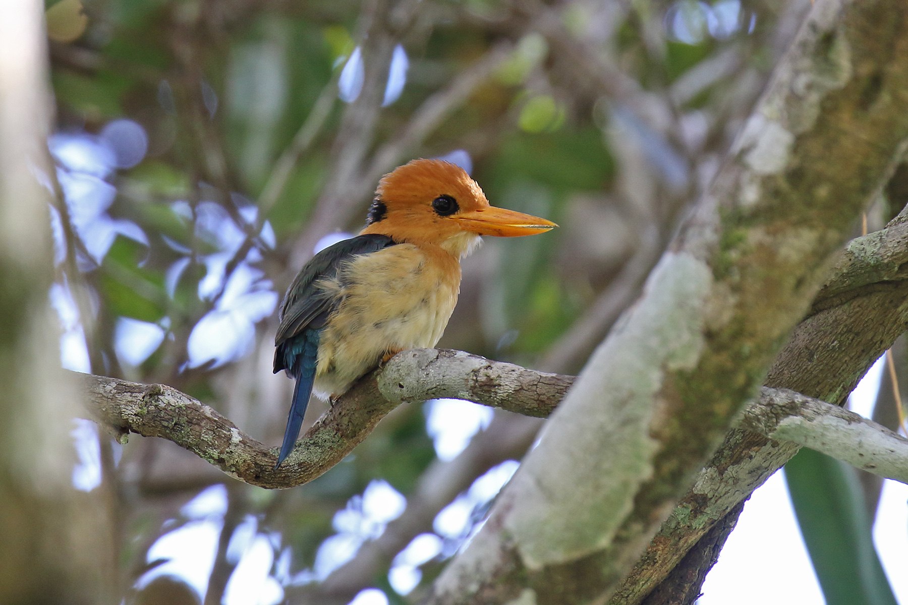 Papua New Guinea Birding Tours - Birdwatching Tours - Birdquest