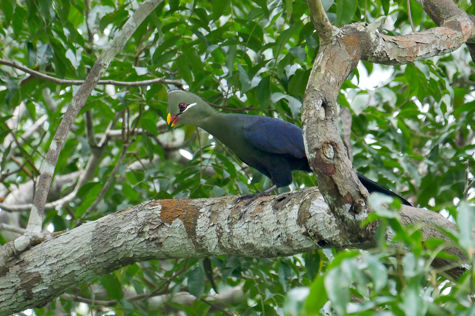 Best of Ghana Birding Tours - Birdwatching - Birdquest