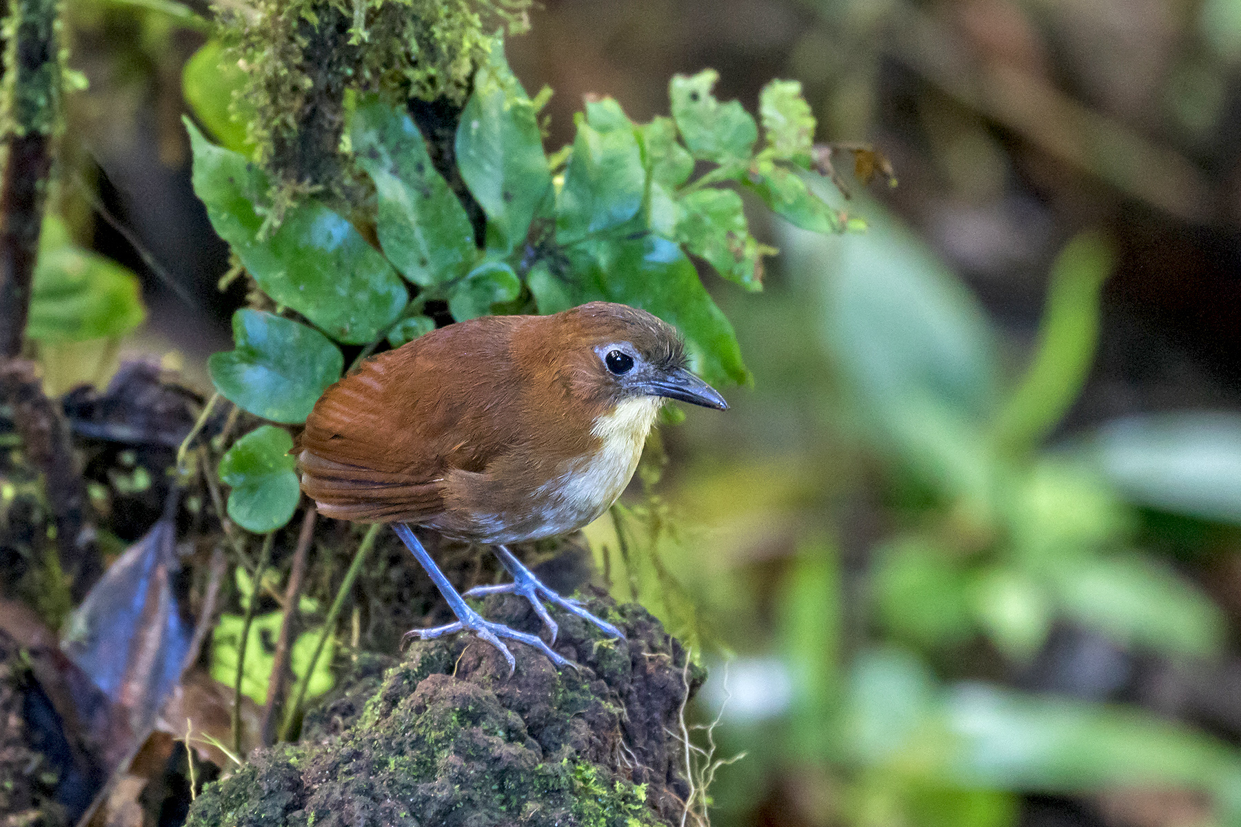Yellow-breasted Antpitta (image by Pete Morris)