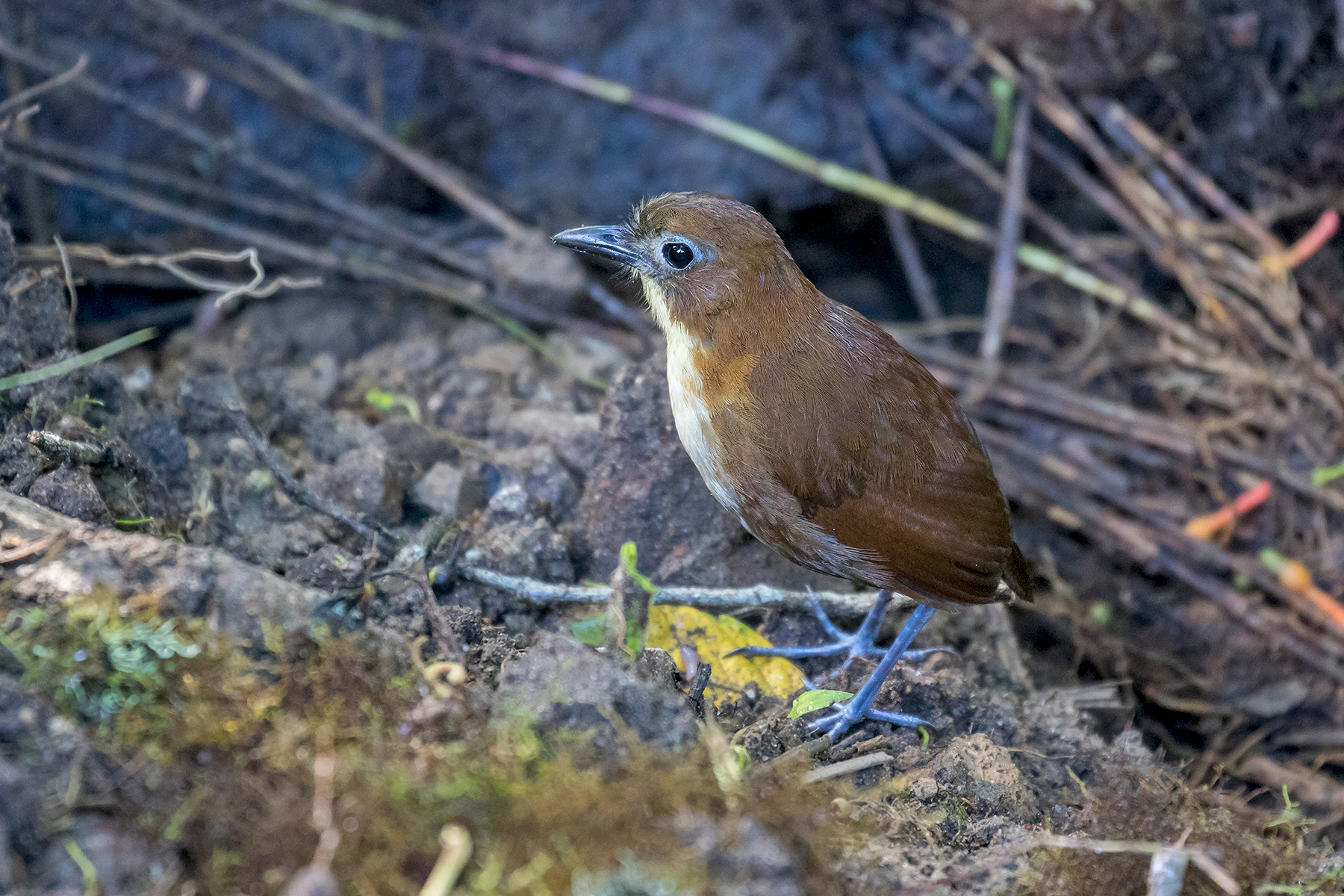 Yellow-breasted Antpitta in Ecuador (image by Pete Morris)