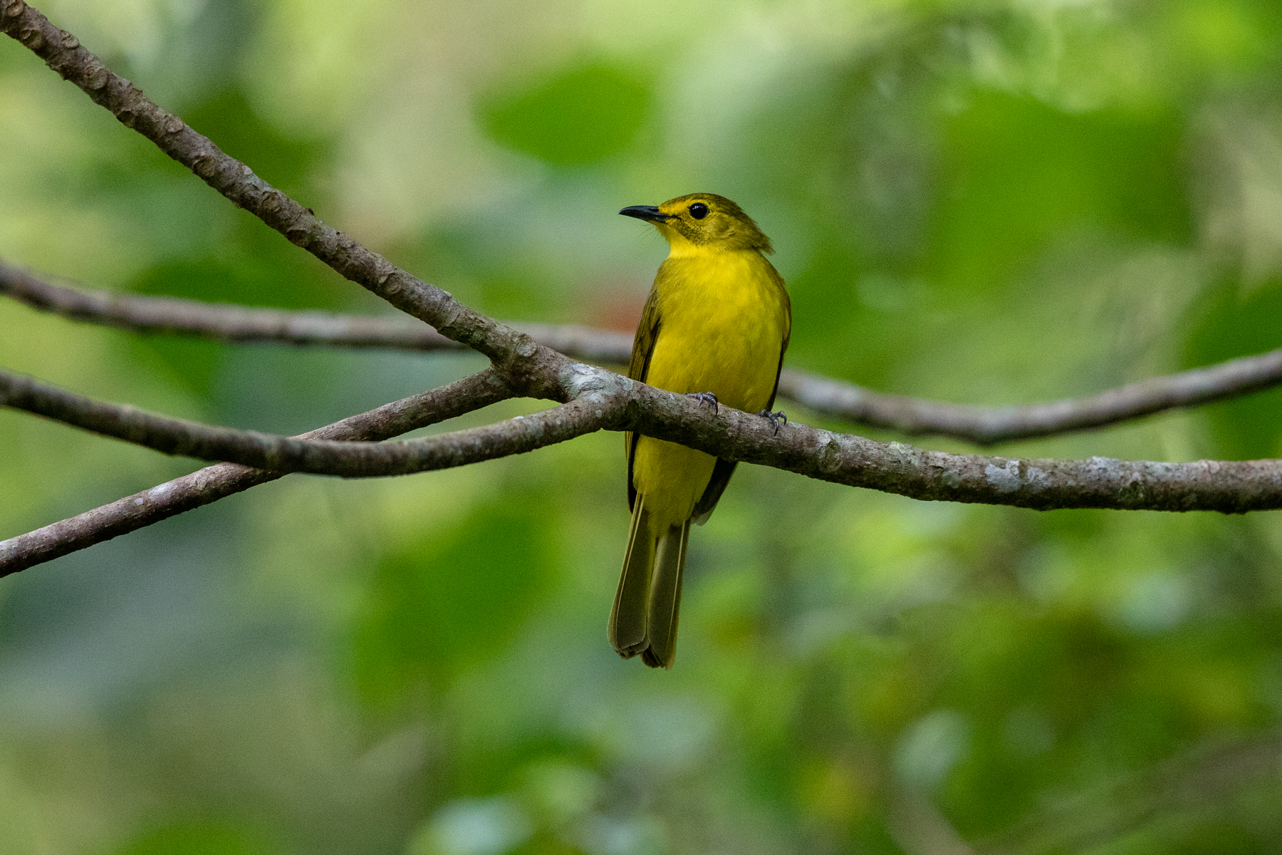 Sri Lanka Birding Tours - Bird watching - Birds - Birdquest