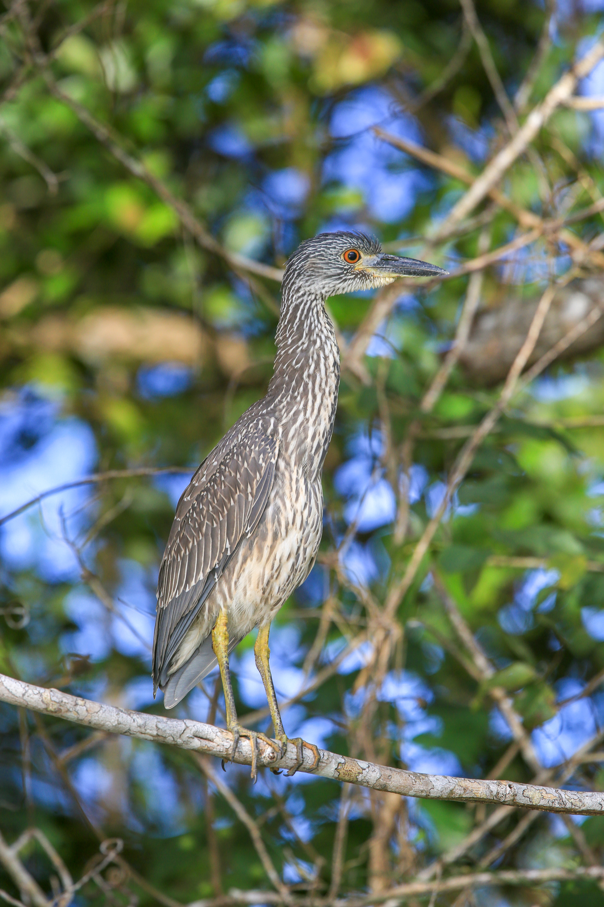 Guatemala Birding Tours - Honduras Birding Tours - Birdquest