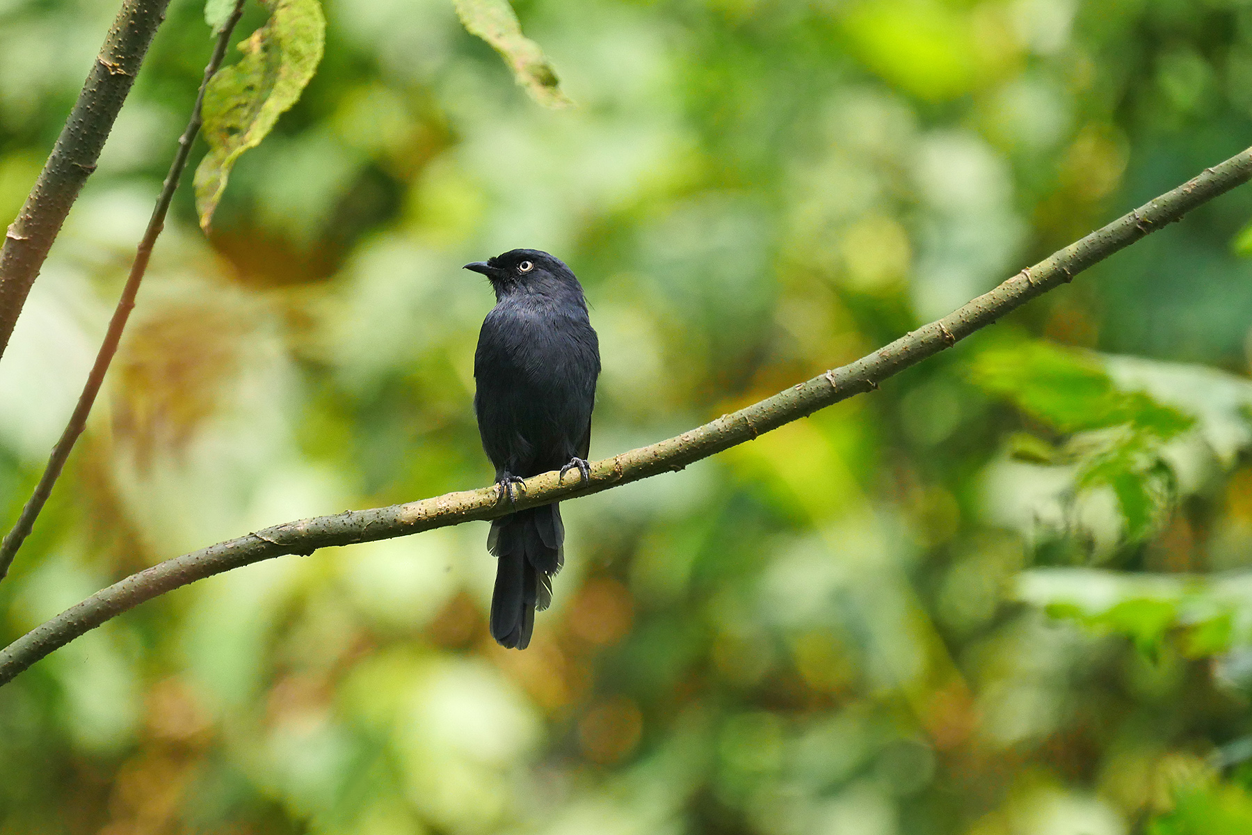 Uganda Birding Tours - Birdwatching - Birdquest