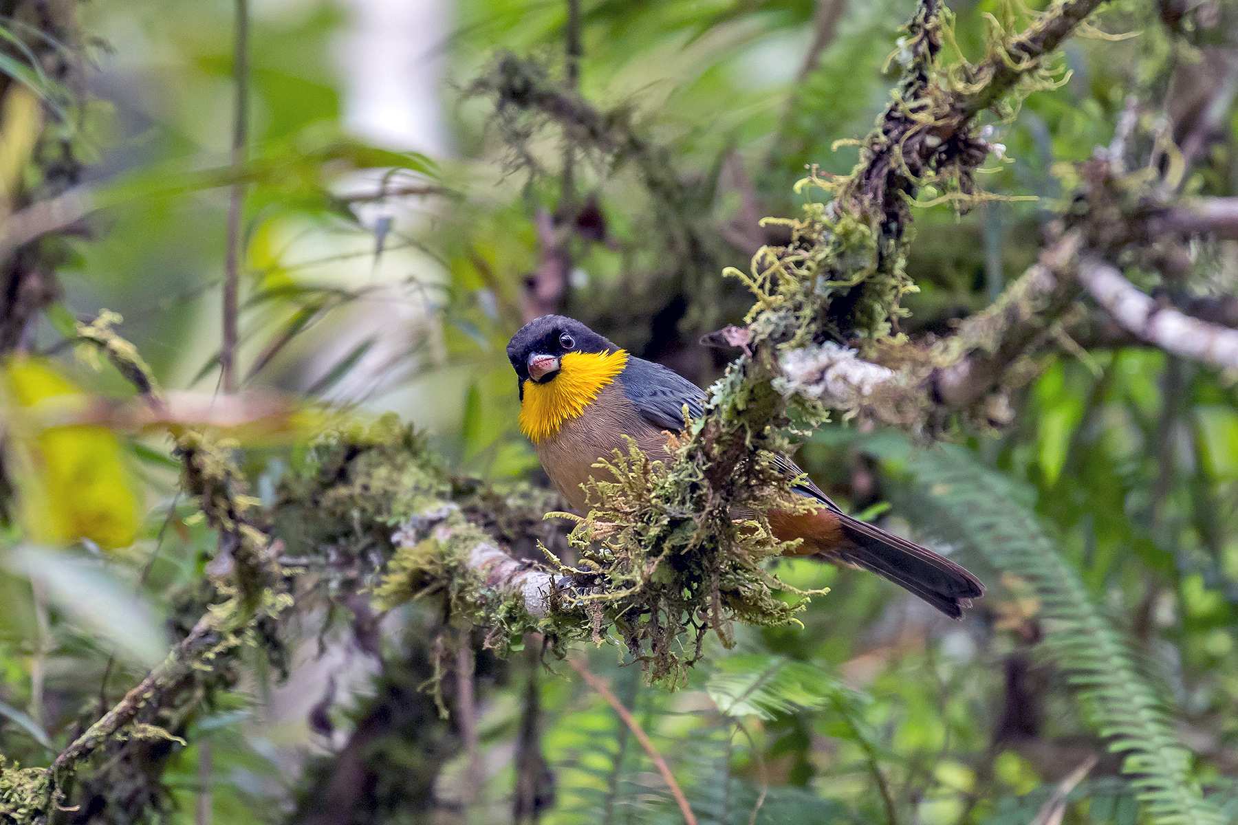 Peru's Cusco Andes & Manu Tours - Specialities - Birdquest