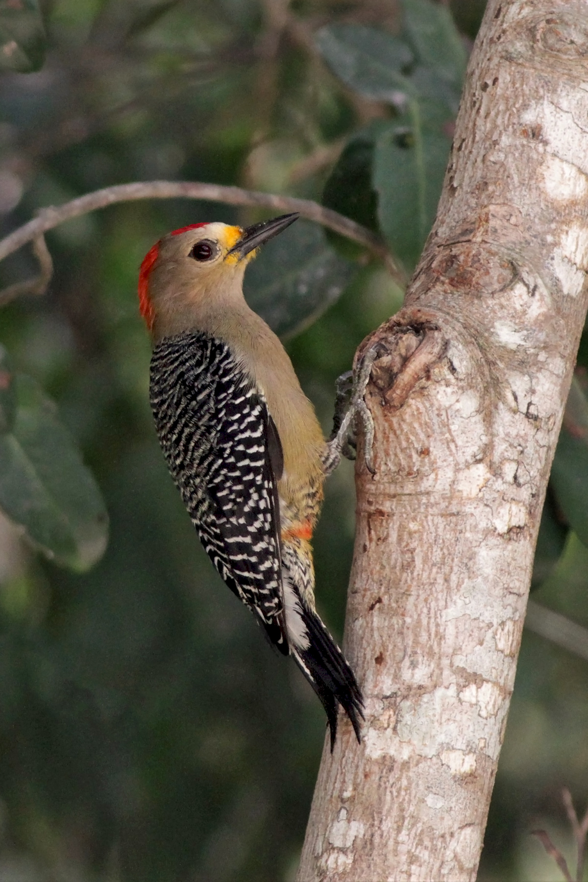 Southeast Mexico Birding Tours - Yucatan - Birdquest