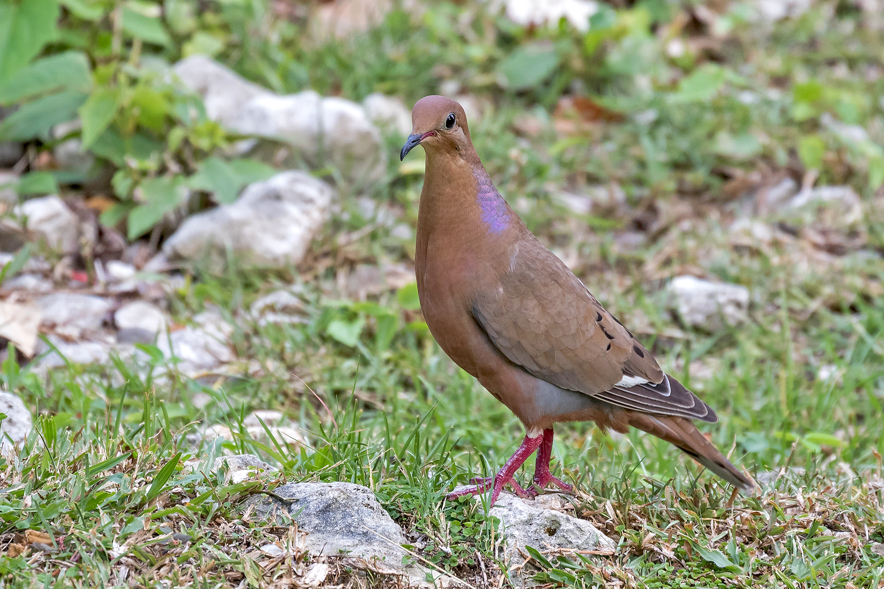 Jamaica Birding Tours - Birdwatching - Birds of Jamaica - Birdquest