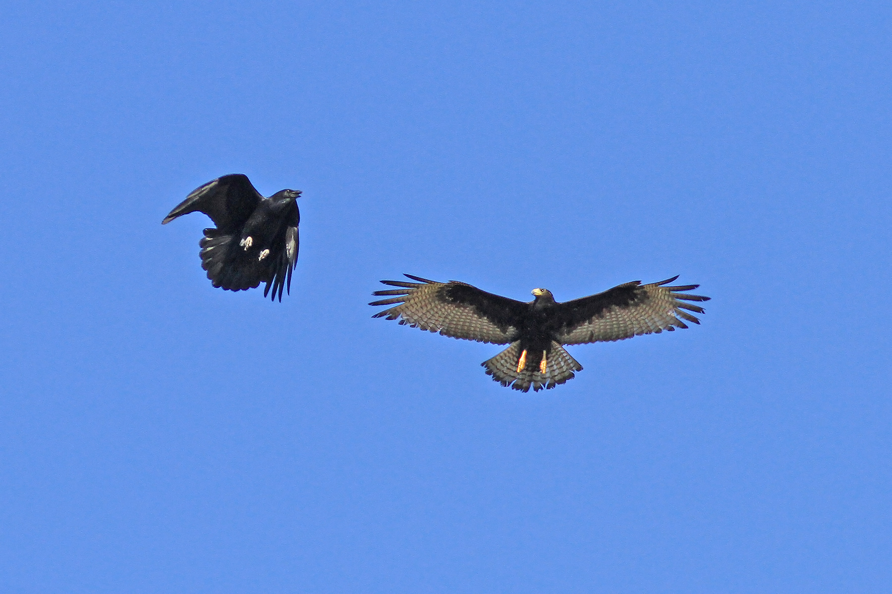 Mexico Birding Tours - Mexico Birdwatching Tours - Birdquest