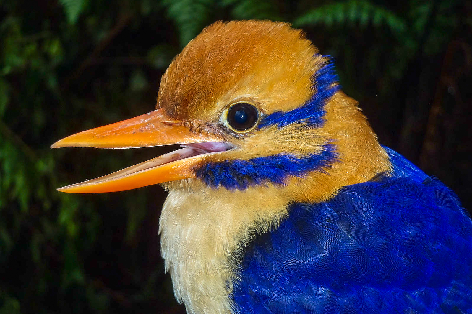 Uncharted Papua New Guinea Expedition - Birdquest Birding Tours