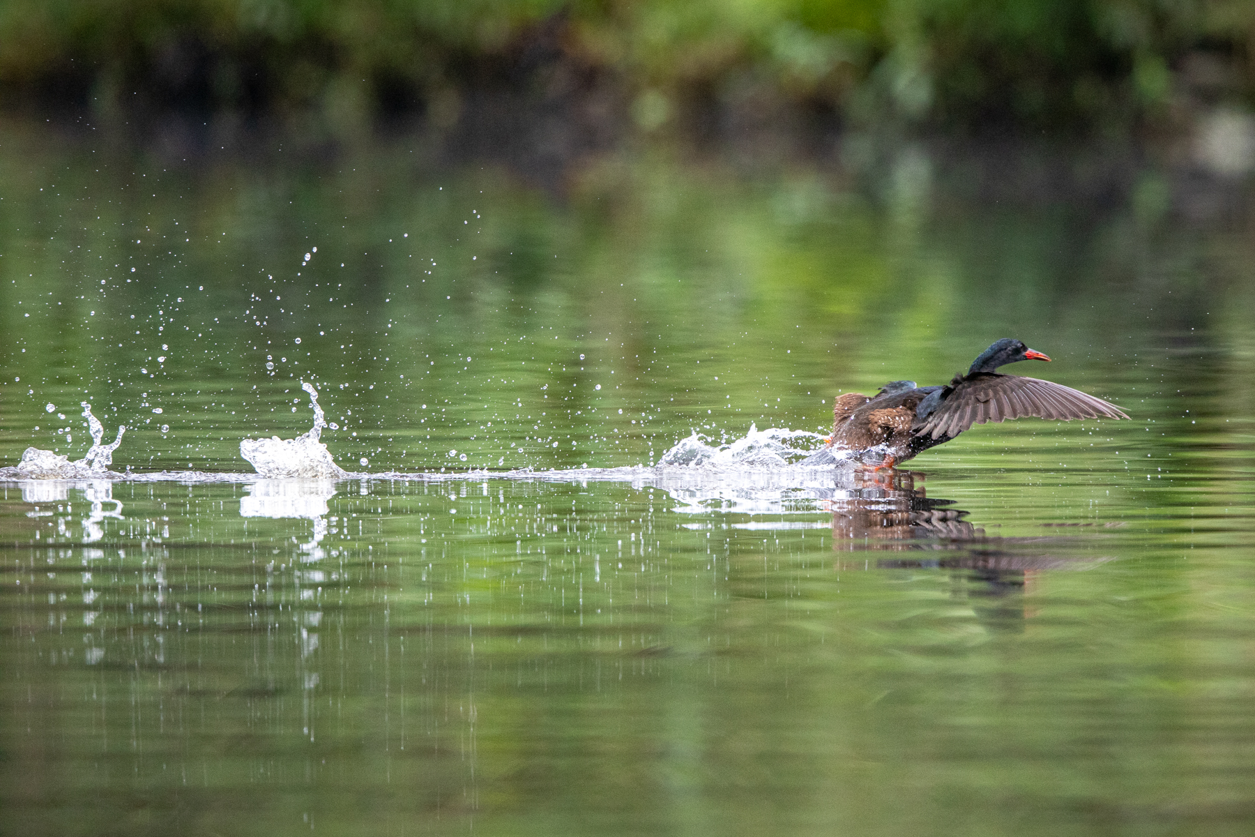 Gabon Birding Tours - Birdwatching Tours - Loango - Birdquest