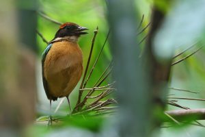 Solomon Islands Birding Tours - Birdwatching Tours - Birdquest