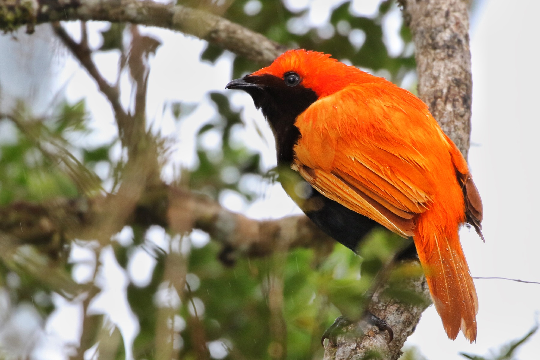 Papua New Guinea Birding Tours - Birdwatching Tours - Birdquest