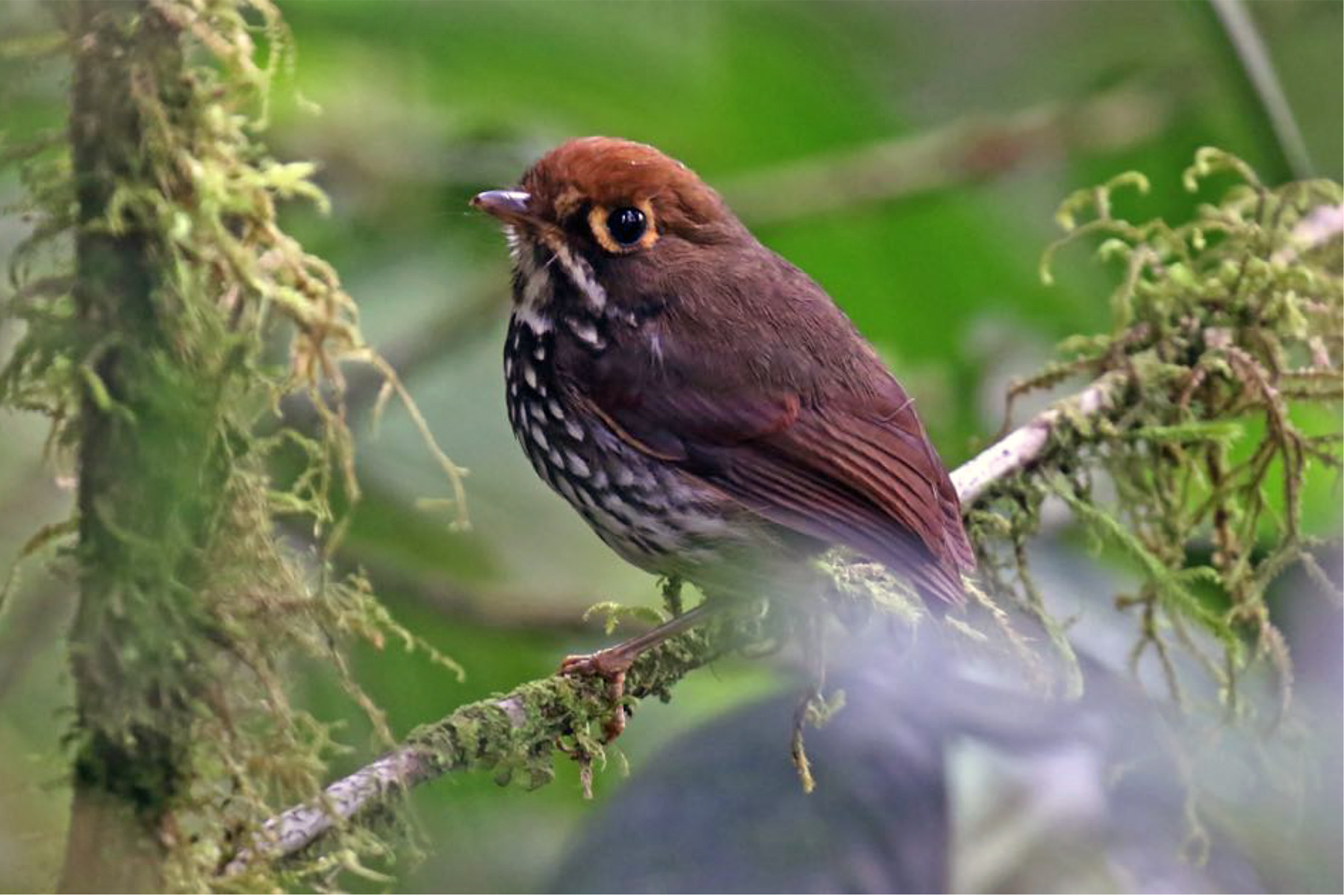 Peruvian Antpitta on our Ultimate Ecuador birding tour