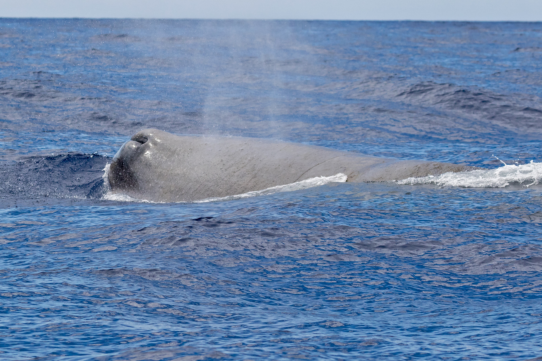 Azores Birding Tours - Azores Birdwatching - Birdquest