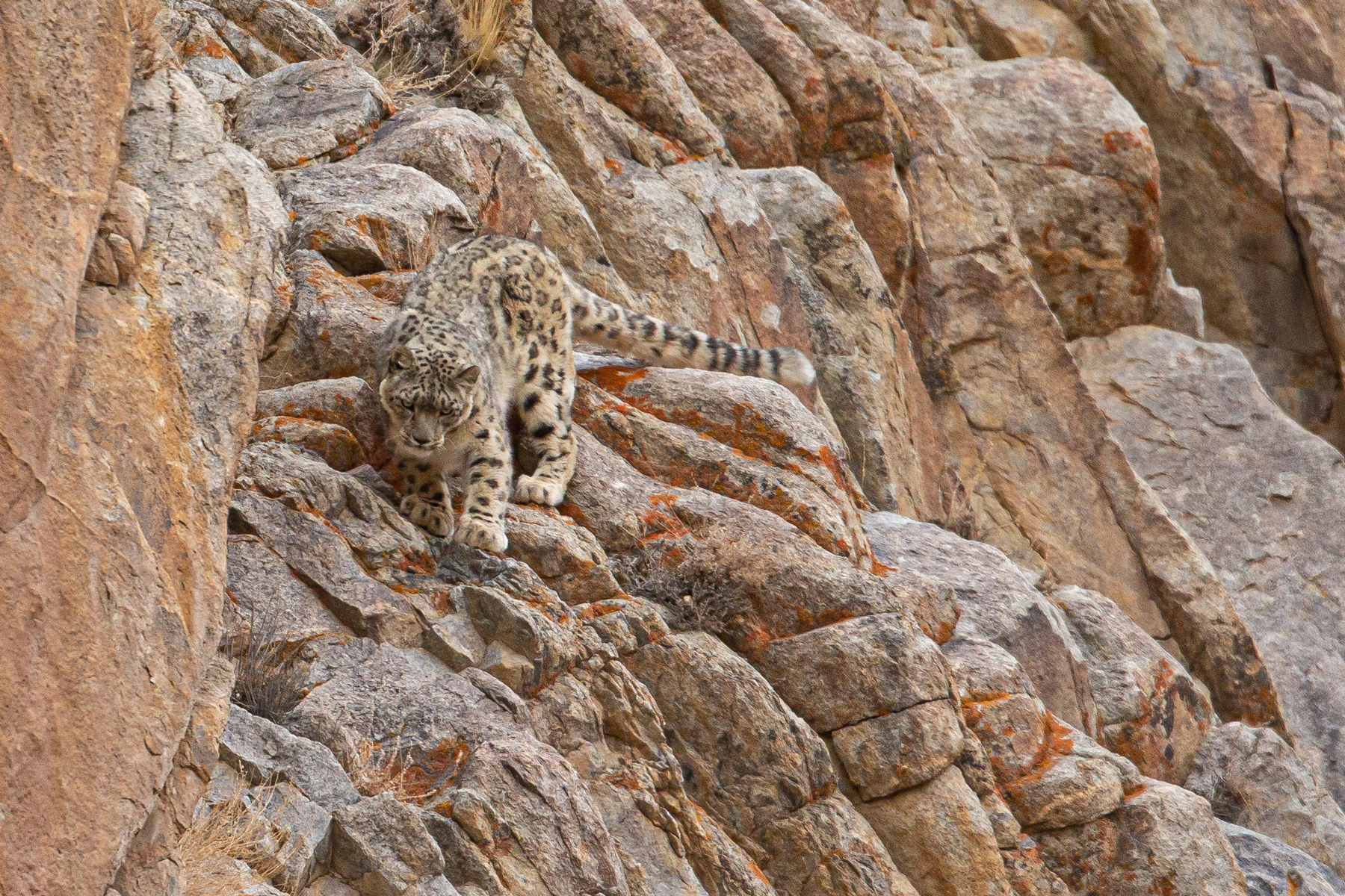 Snow Leopard Special Ladakh Birding Tours India Birdquest