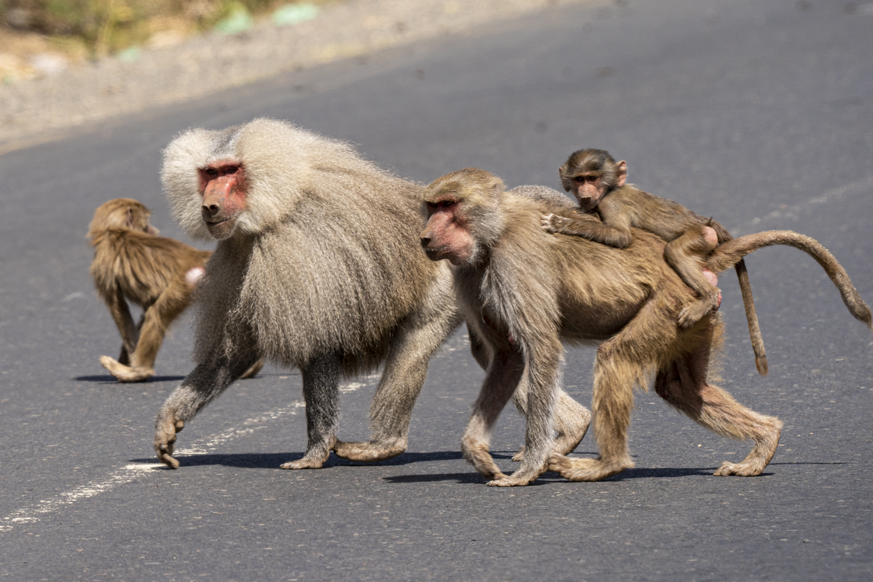 Ethiopia Birding Tours - Ethiopia Birdwatching Tours - Birdquest