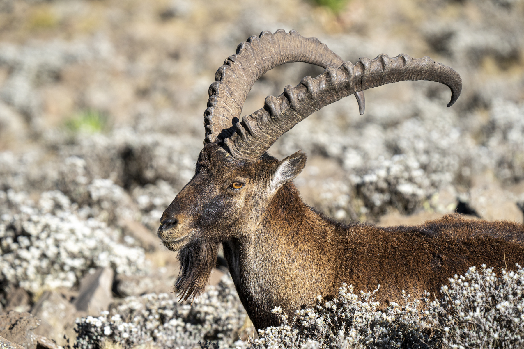 exclusive-ethiopia-the-endemic-species-of-ethiopia