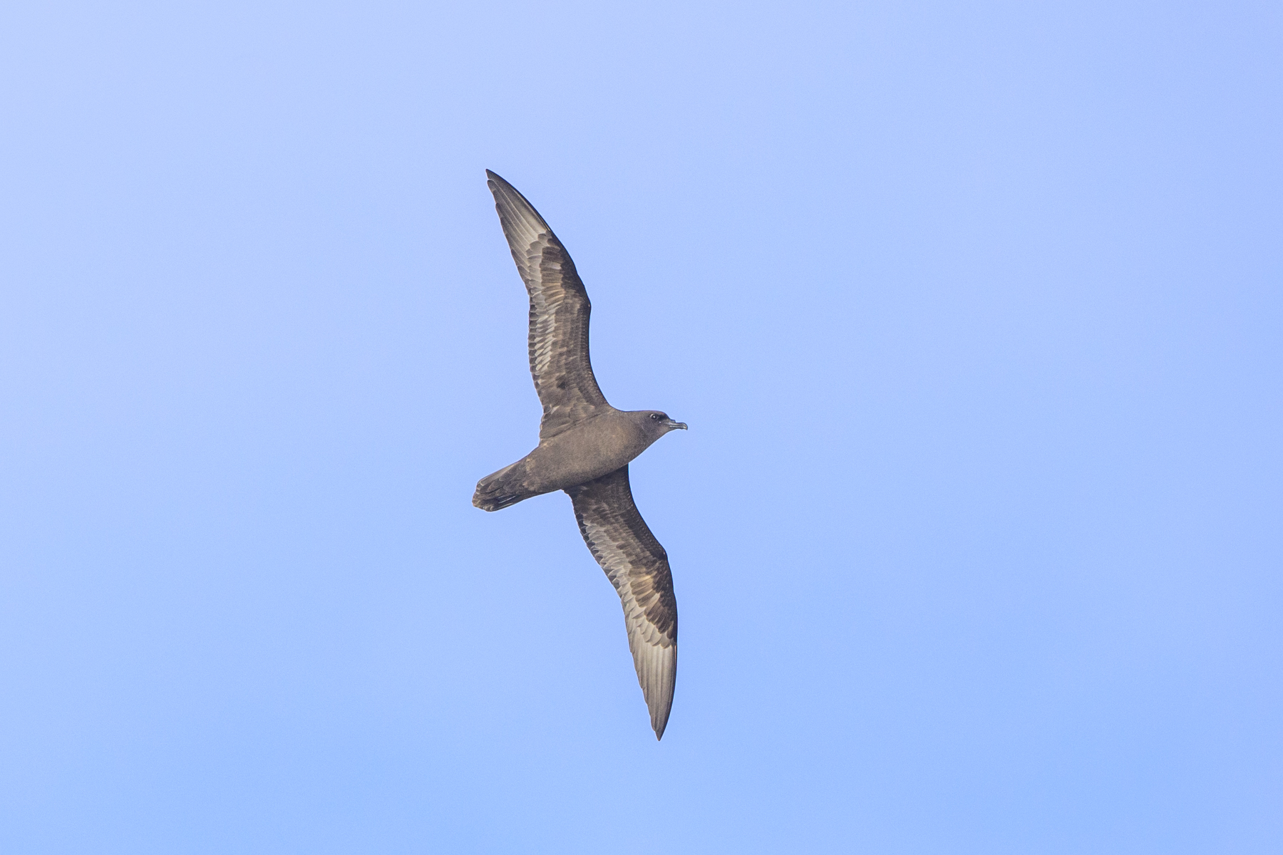 Seychelles Birding Tours - Mauritius - Réunion - Birdquest