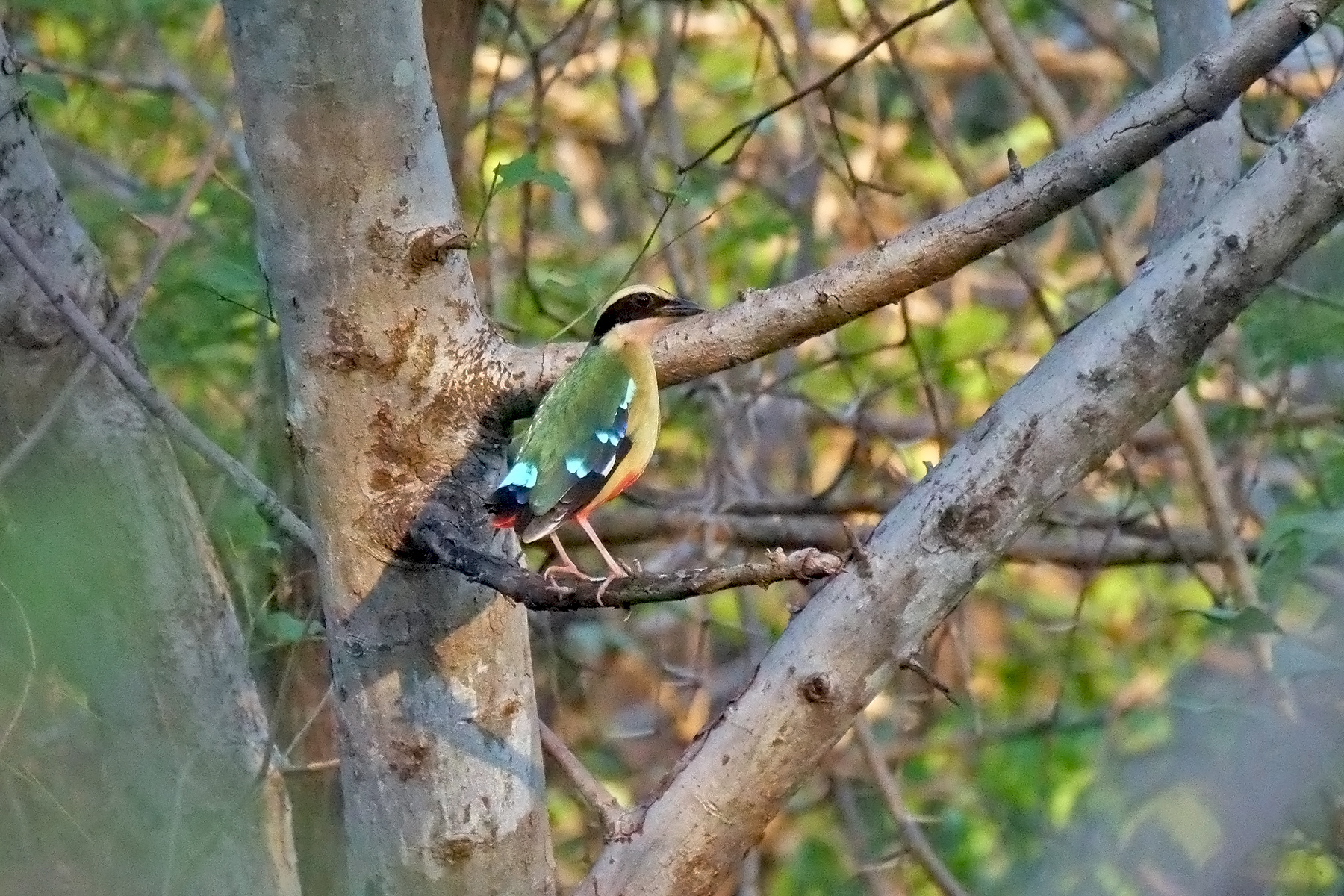 can a barbet live in zambia