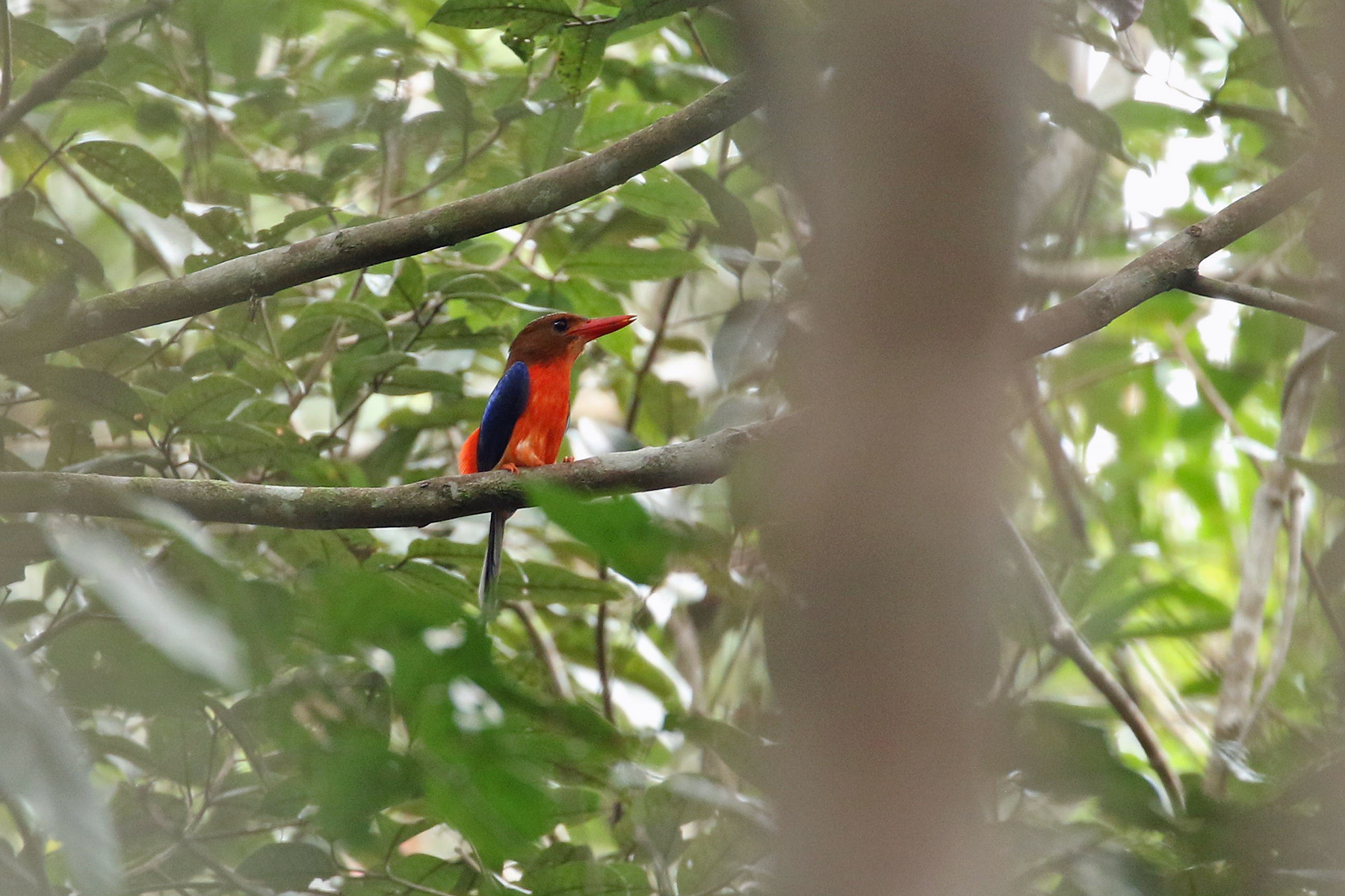 Papua New Guinea Birding Tours - Birdwatching Tours - Birdquest