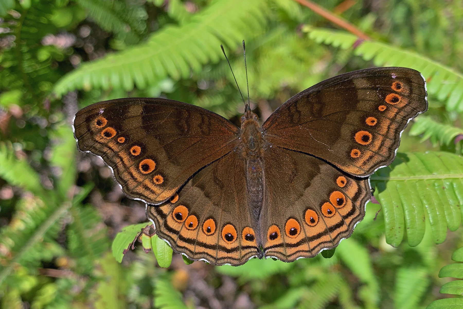 Indonesia Birding Tours - Southern Moluccas - Birdquest