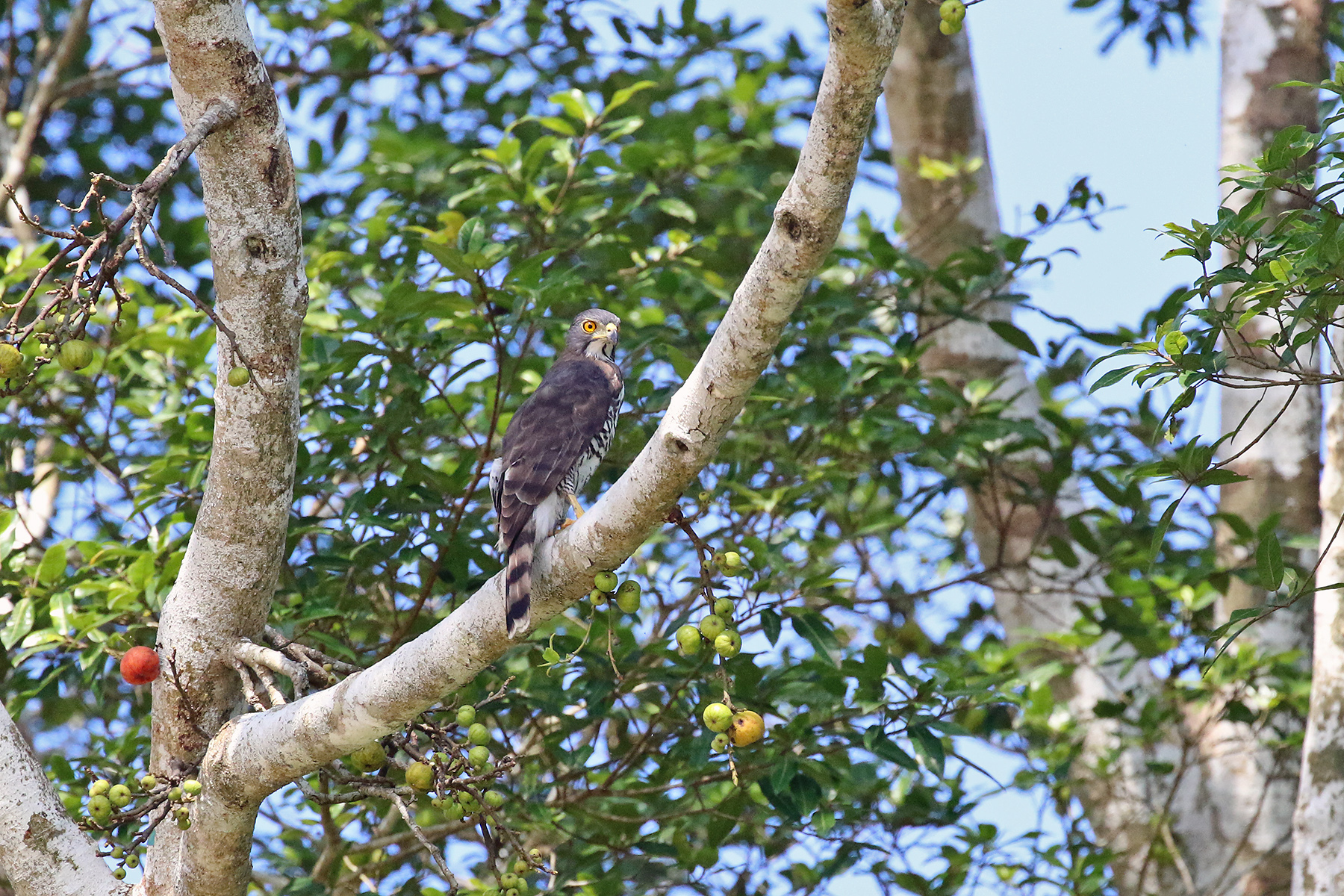 Java Birding Tours, Indonesia - Bali - Kalimantan - Birdquest