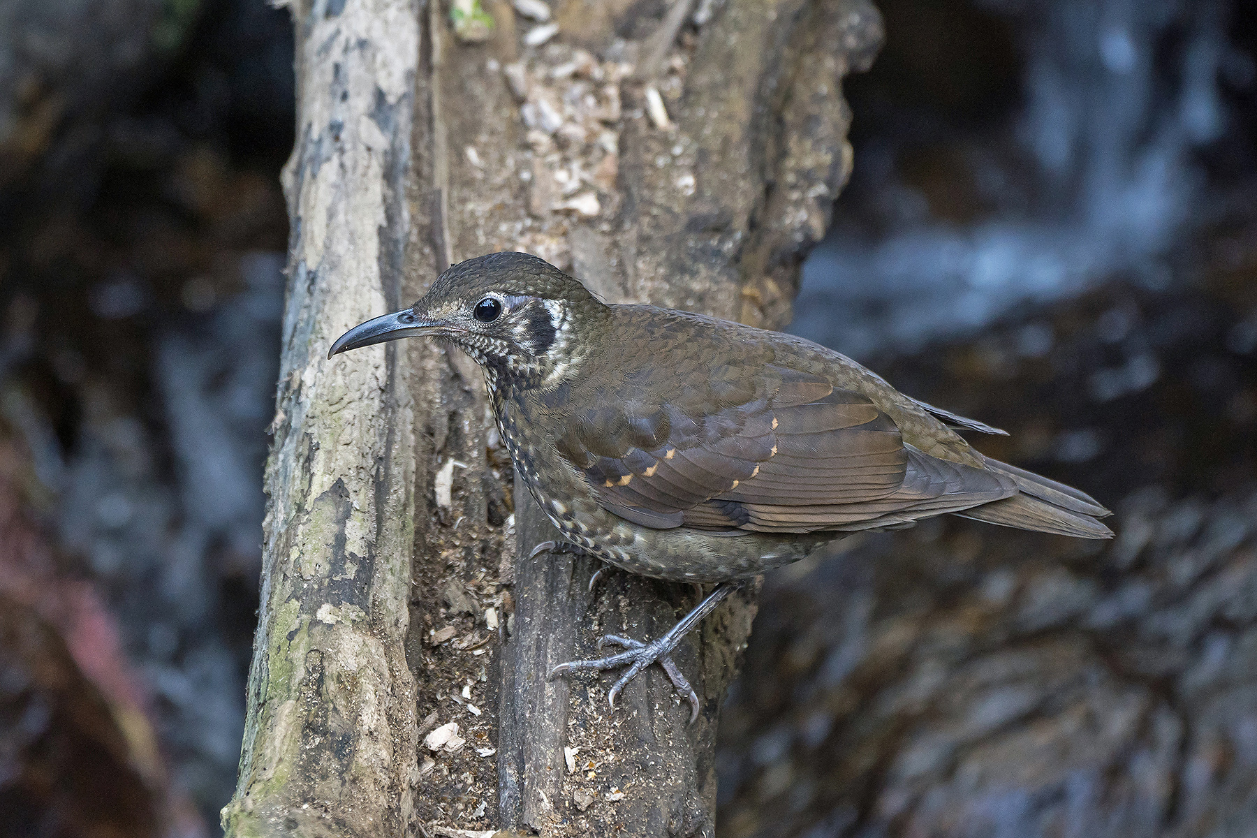 Red-flanked bluetail: A Jewel among Winter Thrushes