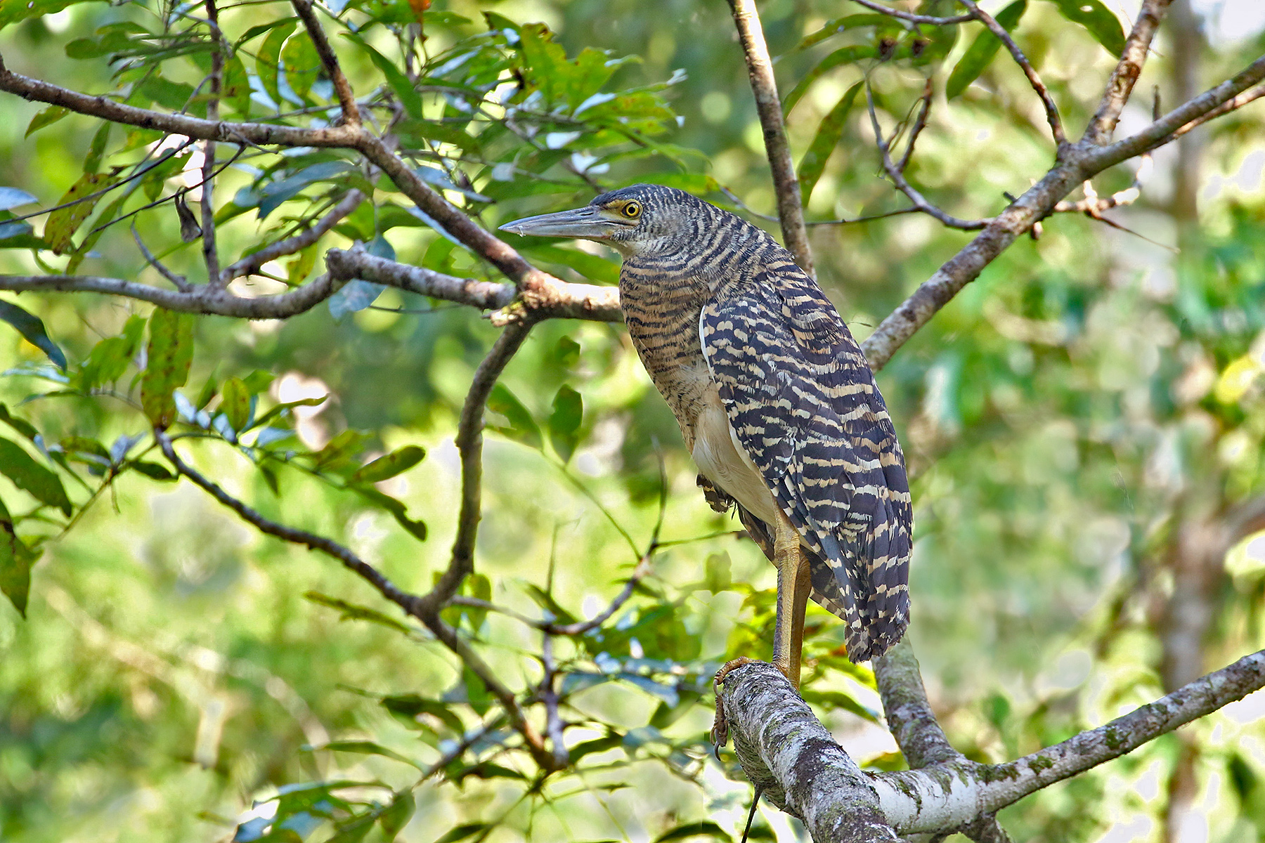 papua-new-guinea-birding-tours-birdwatching-tours-birdquest