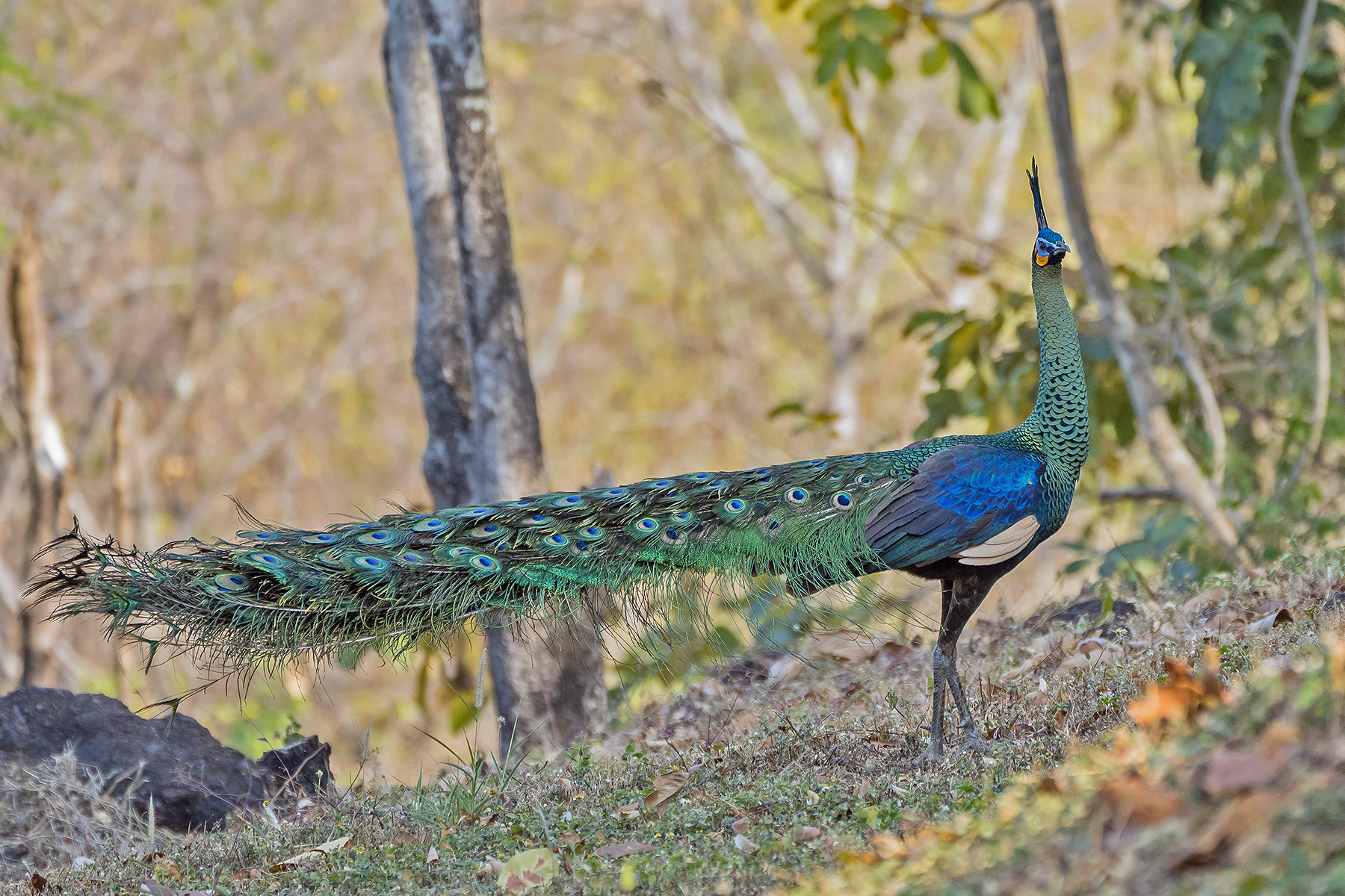 Thailand Birding Tours - Thailand Birdwatching Tours - Birdquest