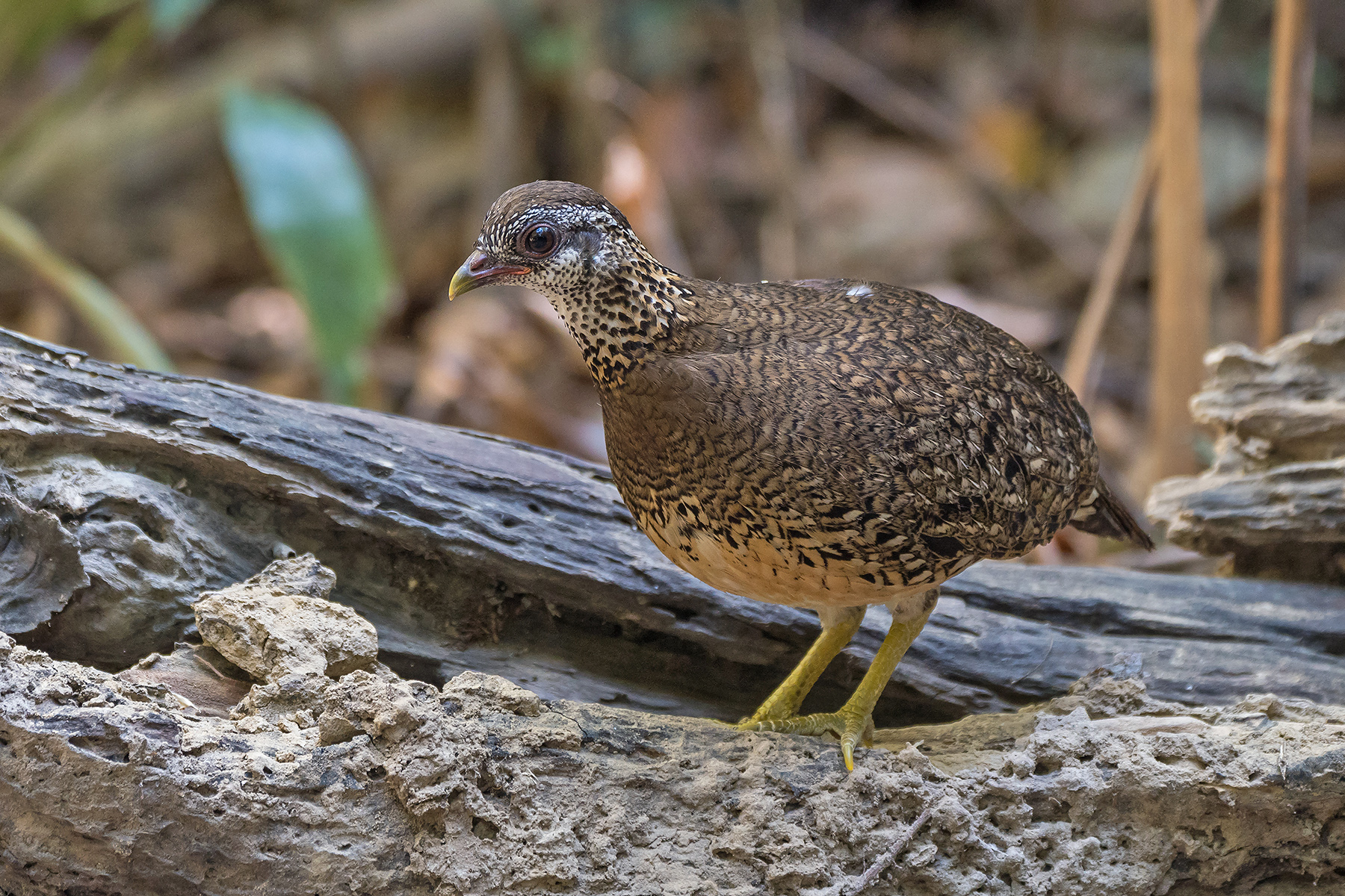 Vietnam Birding Tours - Vietnam Birdwatching Tours - Birdquest