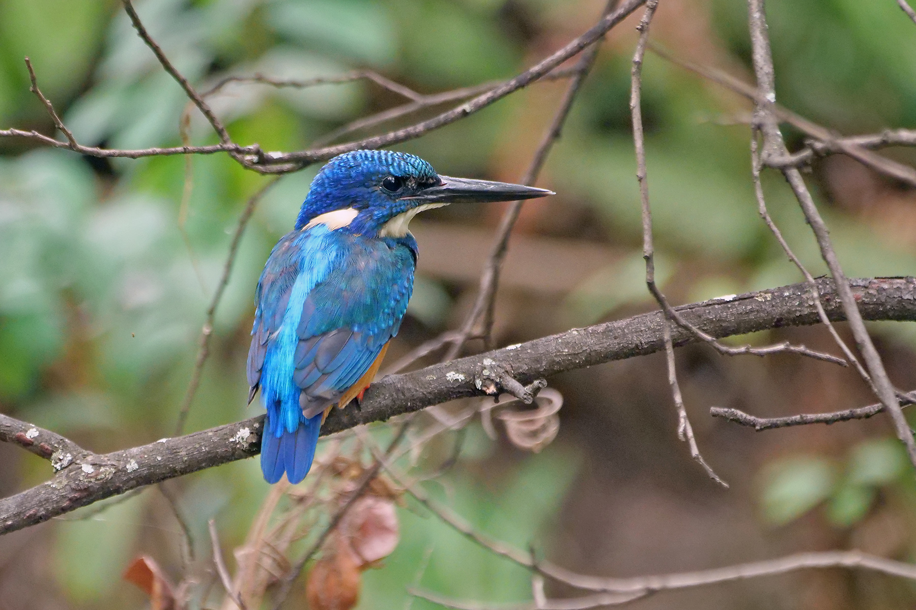 can a barbet live in zambia