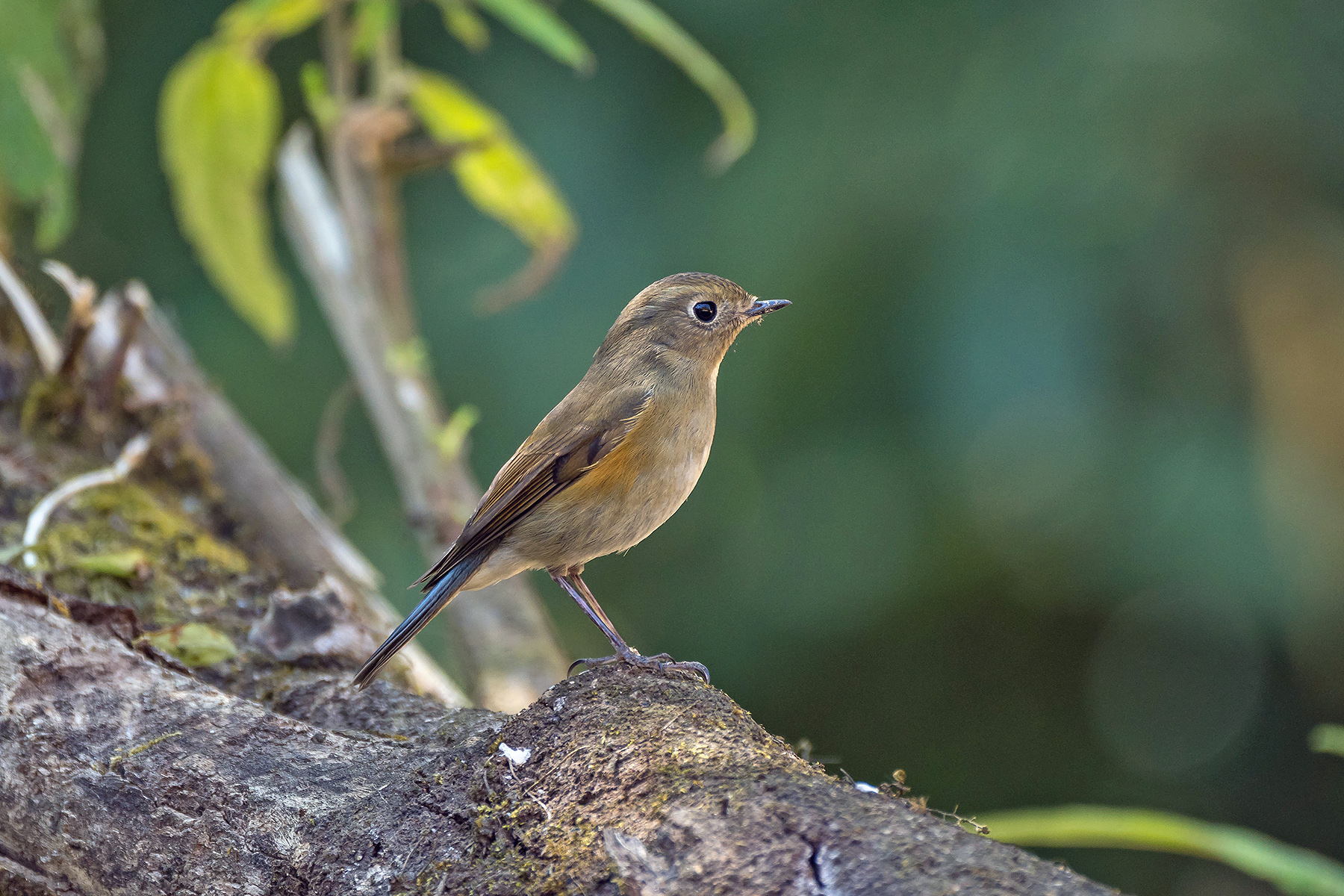 Myanmar Birding Tours - Burma - Birds of Myanmar - Birdquest