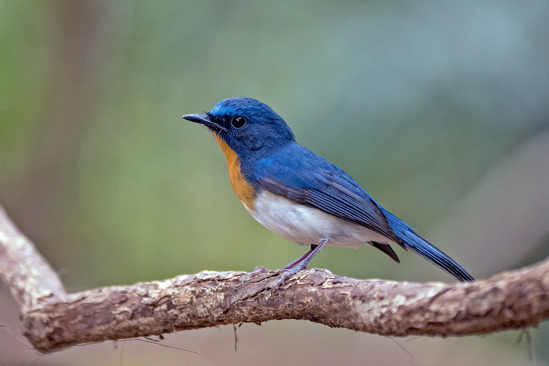 Cambodia Birding Tours - Bird-watching - Birds of Laos - Birdquest