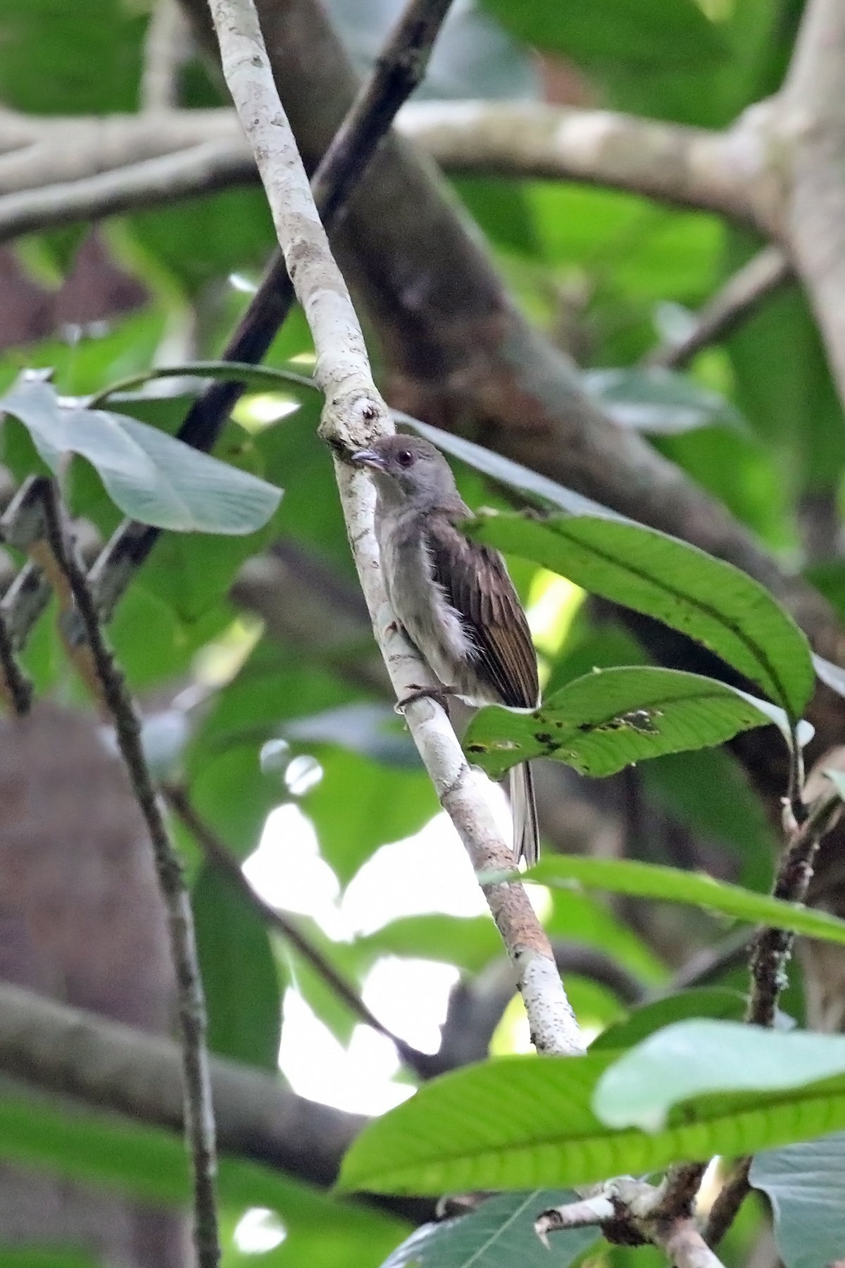 Indonesia Wildlife Adventure: Encounters with Exotic Creatures - Spectacular Bird-Watching Opportunities and Exotic Species