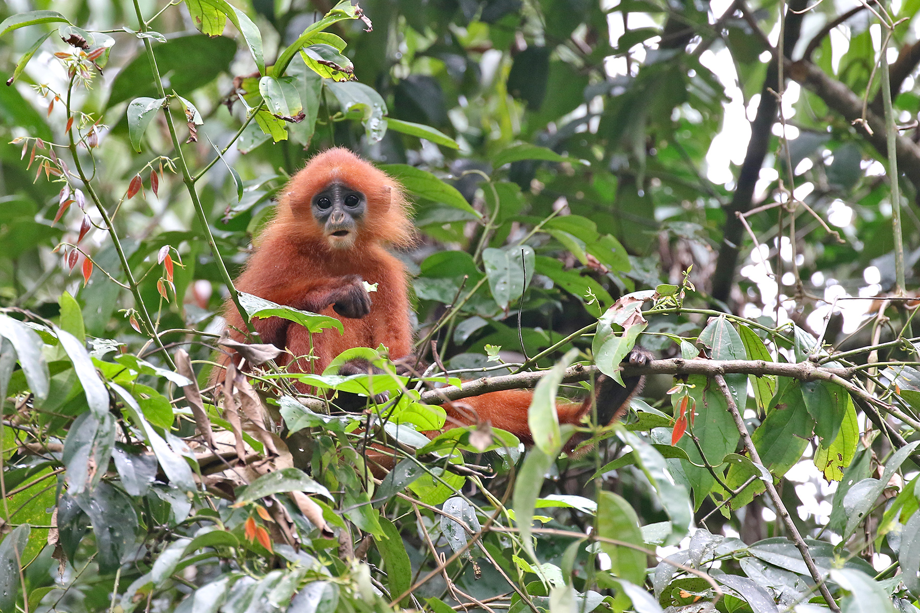 Sarawak & Kalimantan Birding Tours - Birdwatching - Birdquest