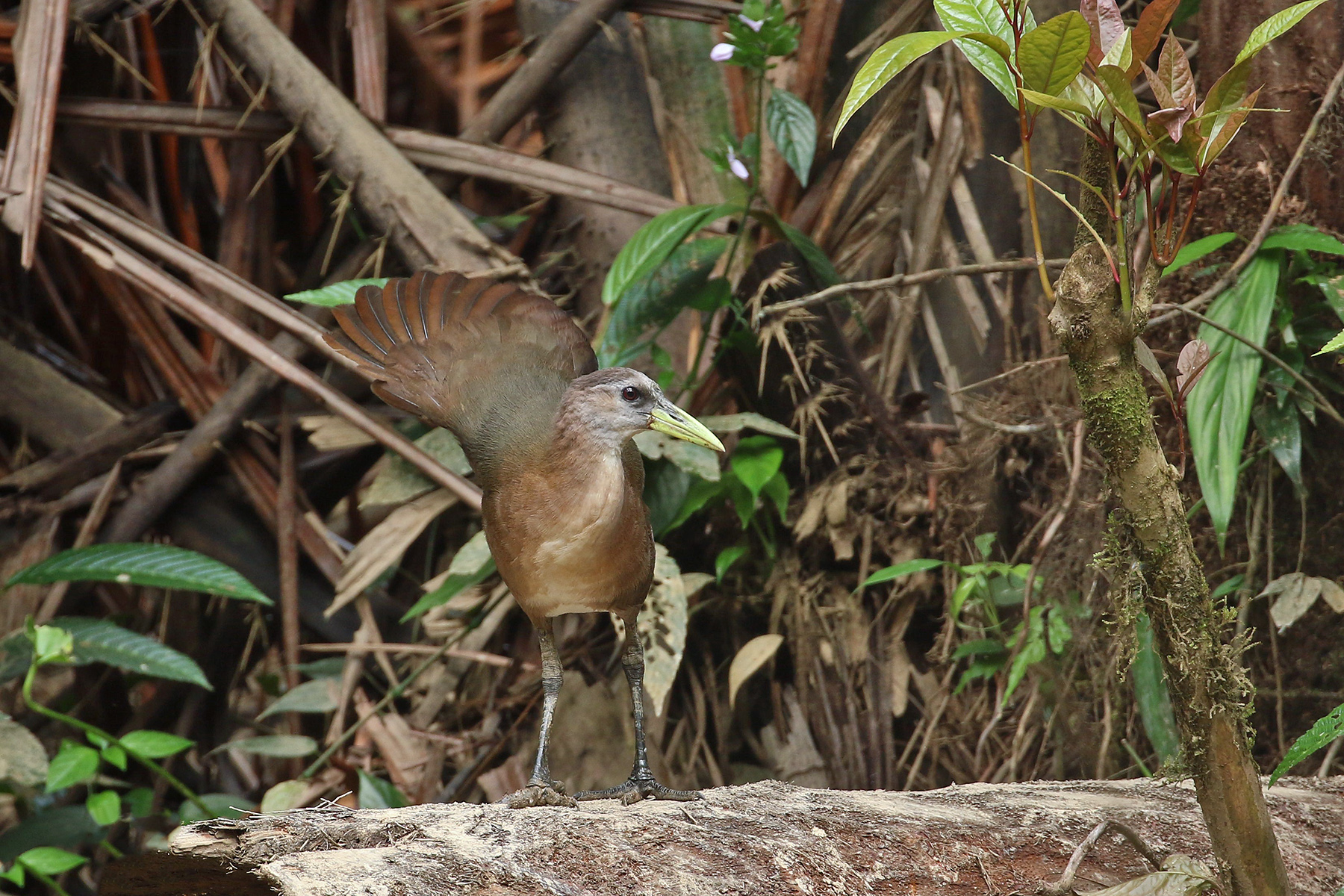 papua-new-guinea-birding-tours-birdwatching-tours-birdquest