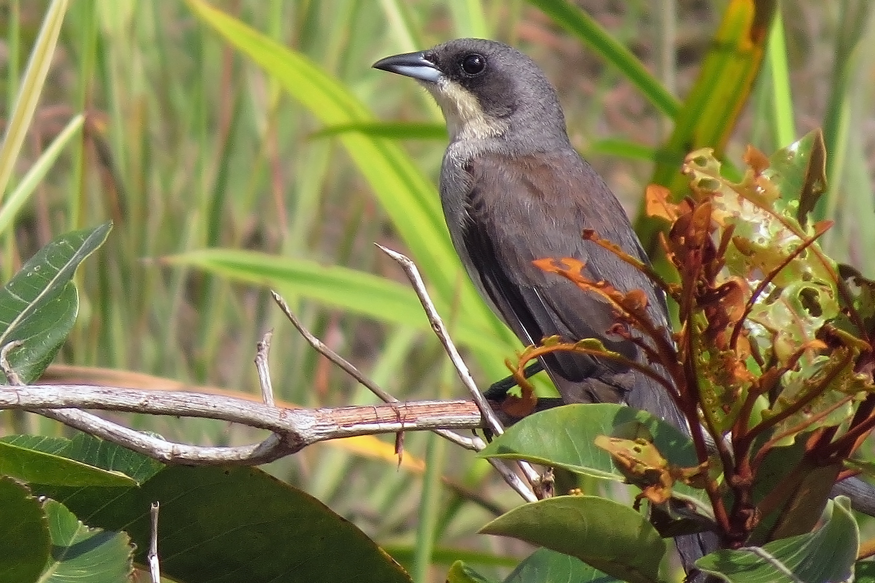 Brazils Southern Amazonia Birding Tours Birds Birdquest 