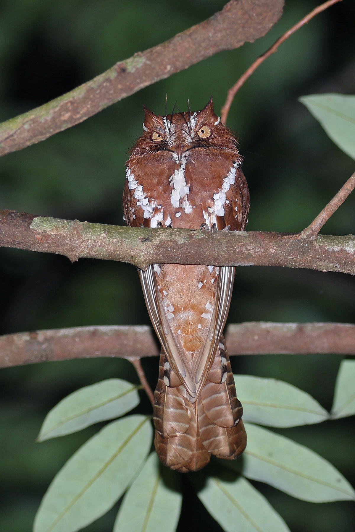 Papua New Guinea Birding Tours - Birdwatching Tours - Birdquest