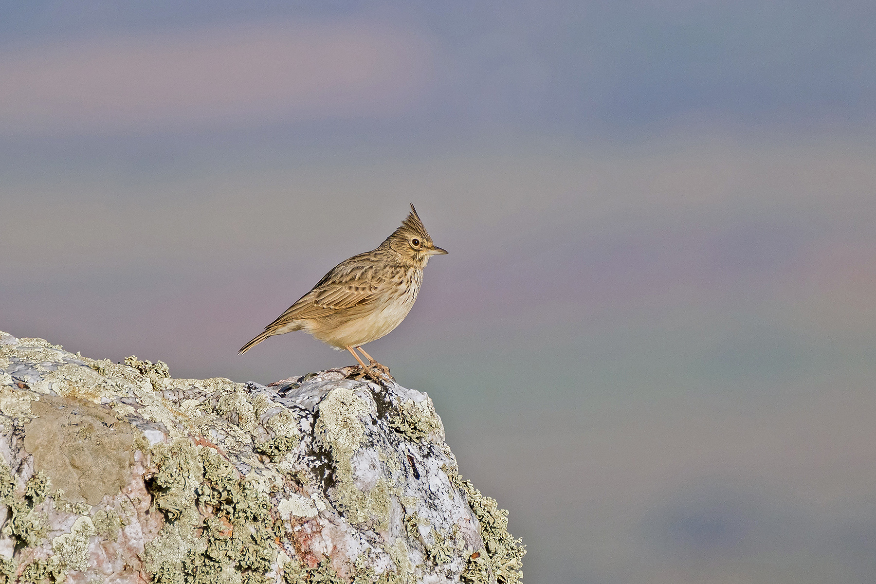 Birds of prey in Southern Spain - WILD ANDALUCIA BIRDING TOURS