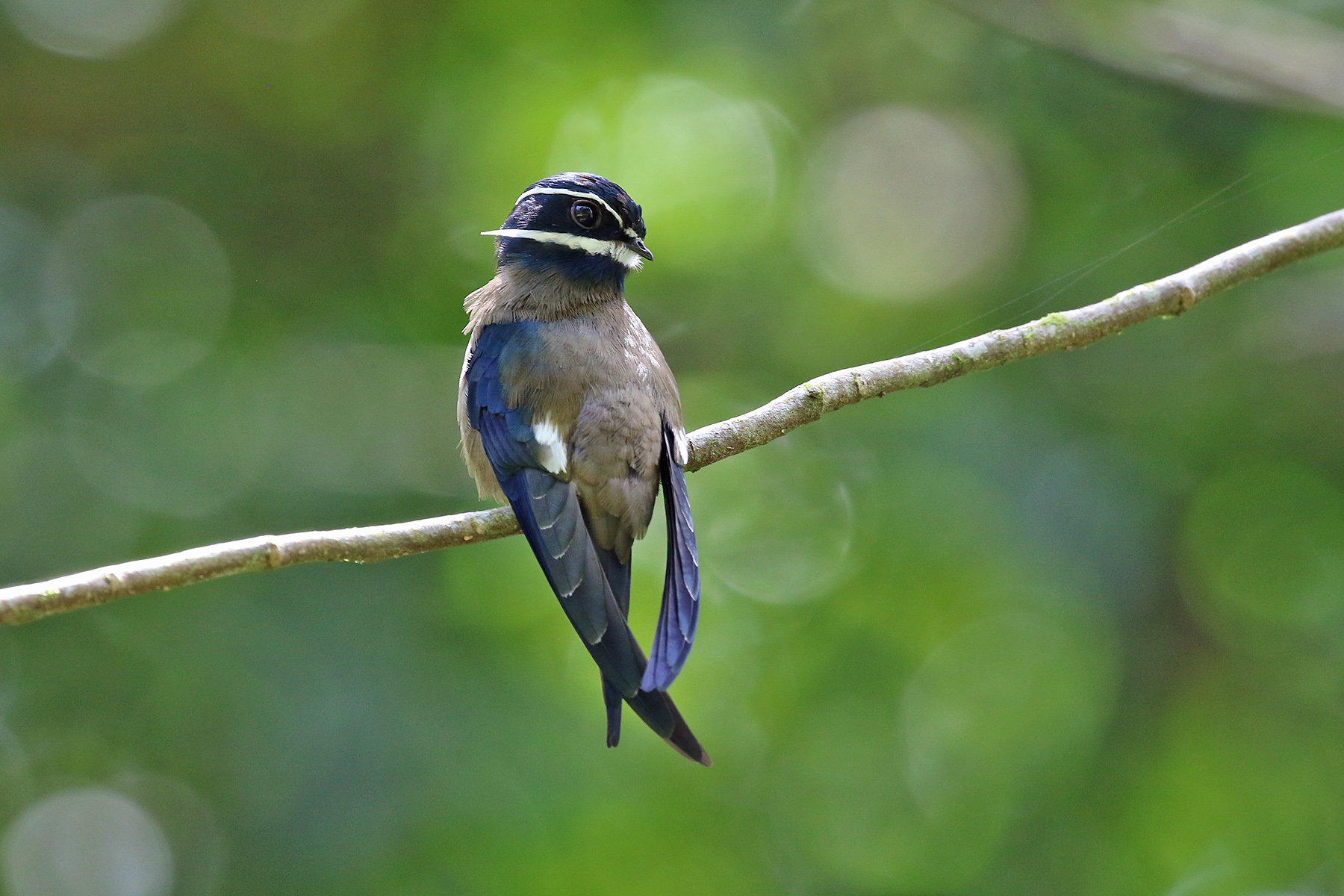 Borneo Birding Tours - Sabah - Sarawak - Malaysia - Birdquest