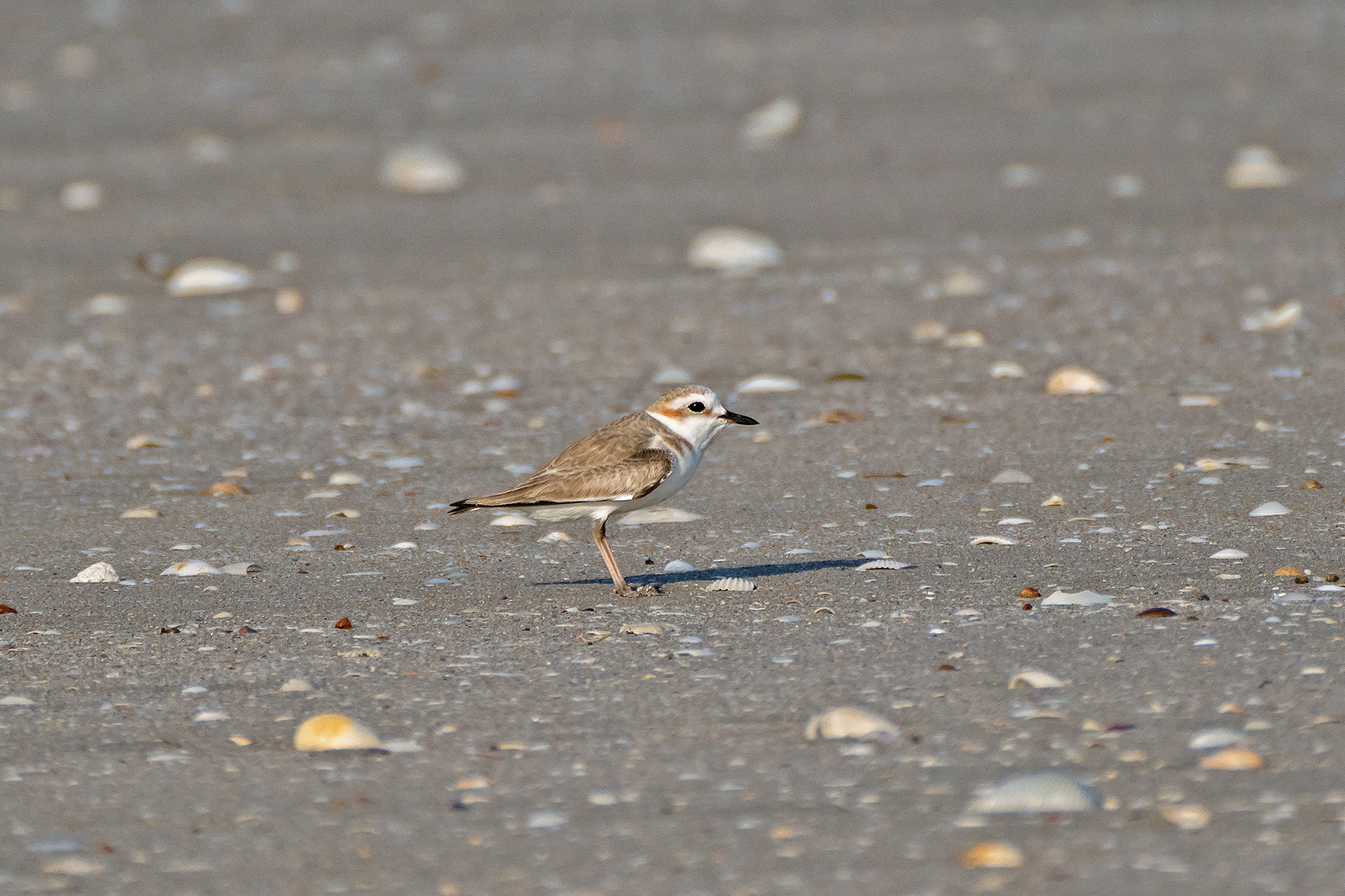 Thailand Birding Tours - Thailand Birdwatching Tours - Birdquest