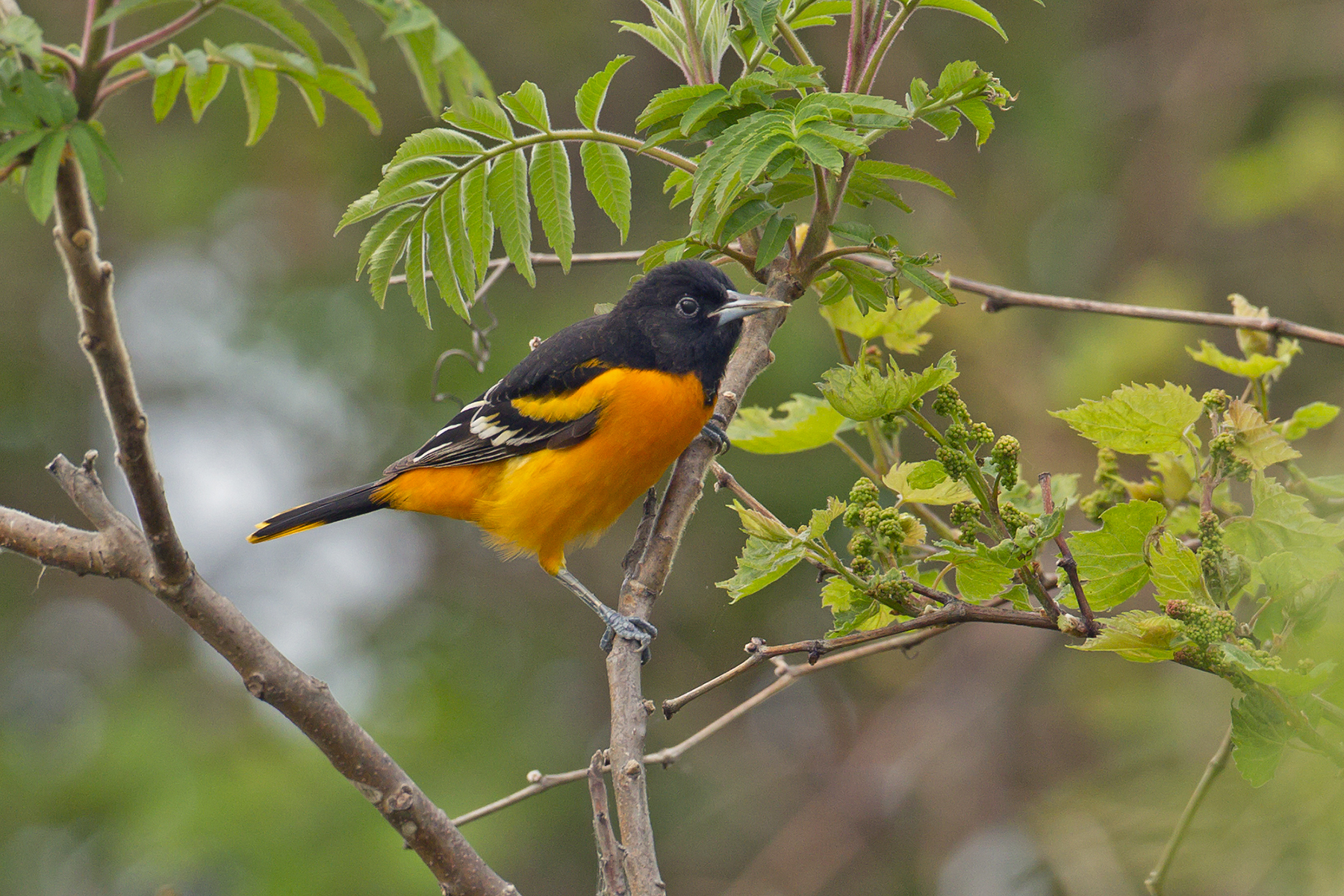 birding tours in texas