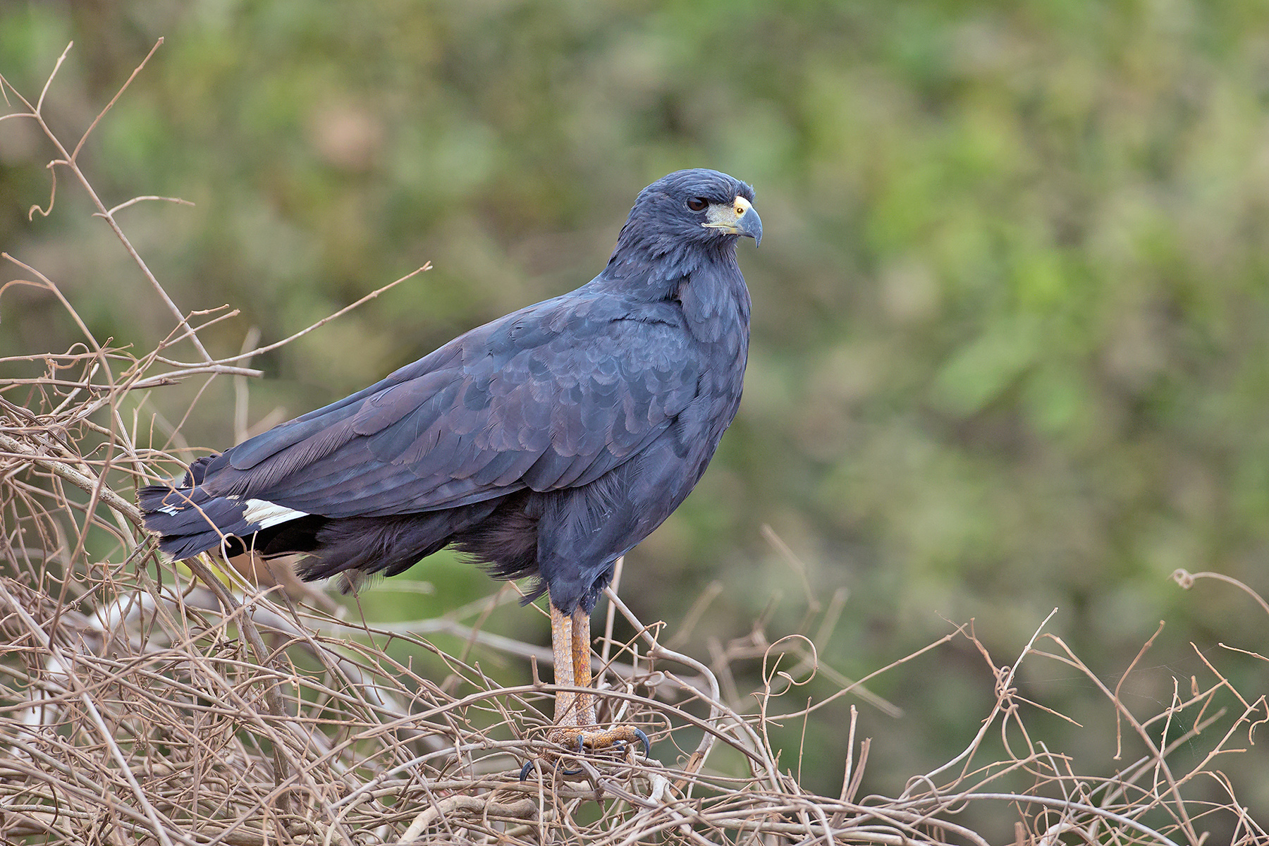 Pantanal xxx